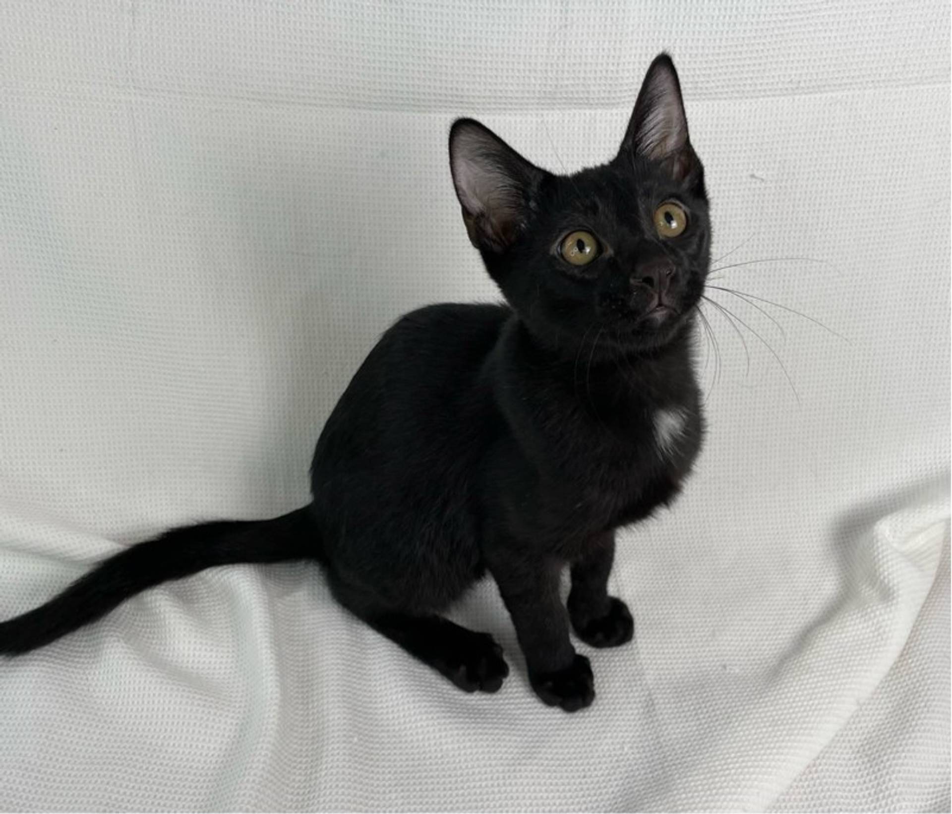 雑種（ミックス猫）・オスの里親募集の写真