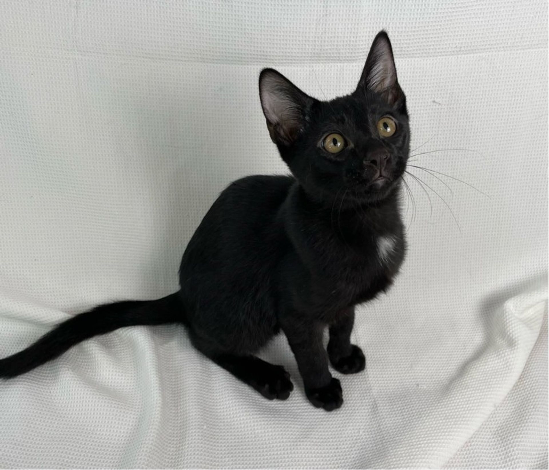 雑種（ミックス猫）・オスの里親募集の写真
