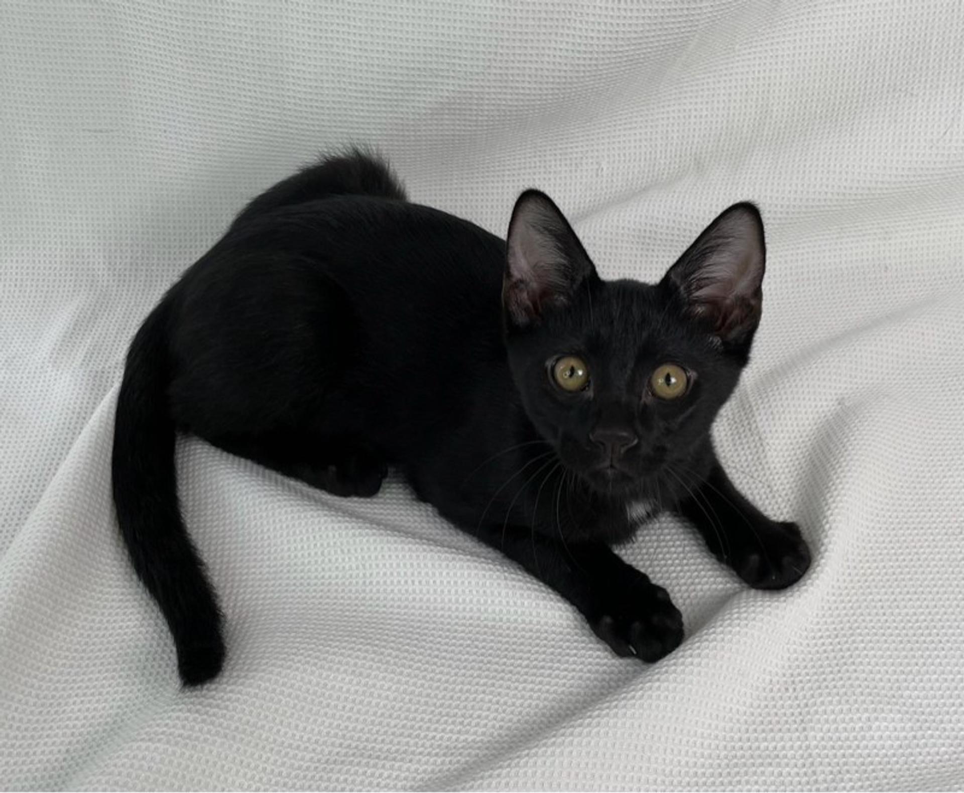 pet-image-3