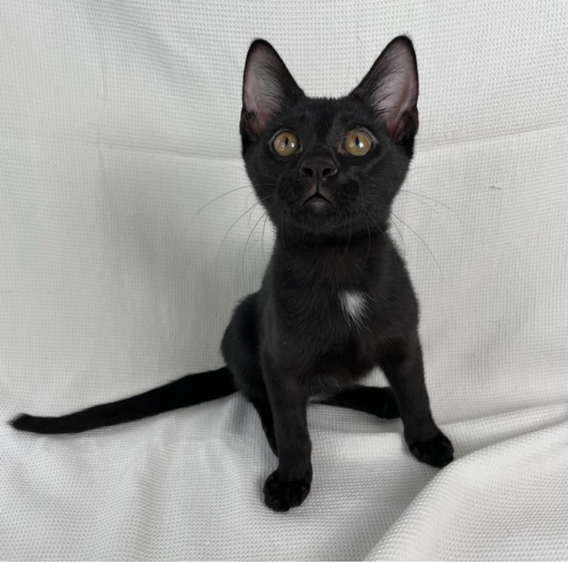 pet-image-4