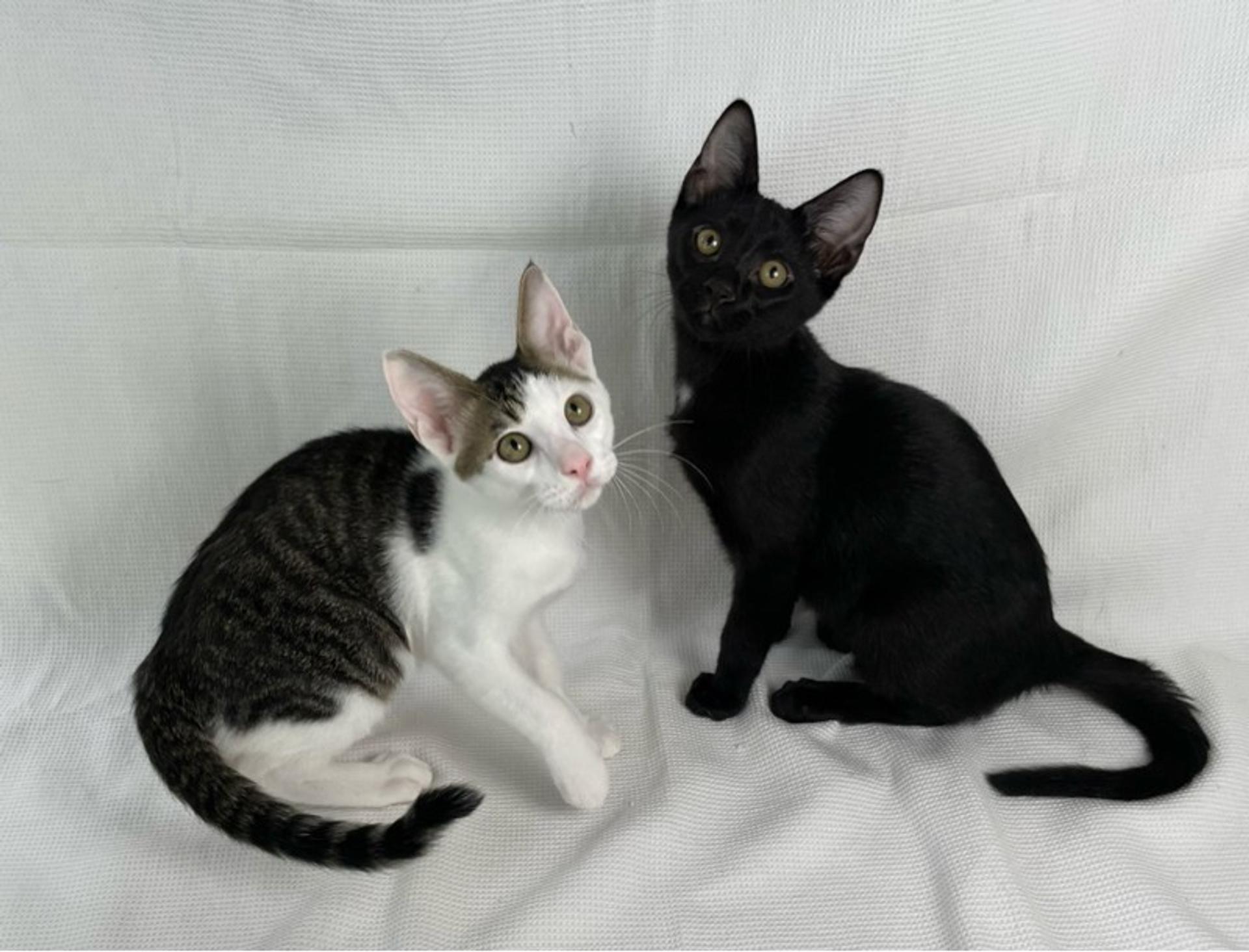 pet-image-6