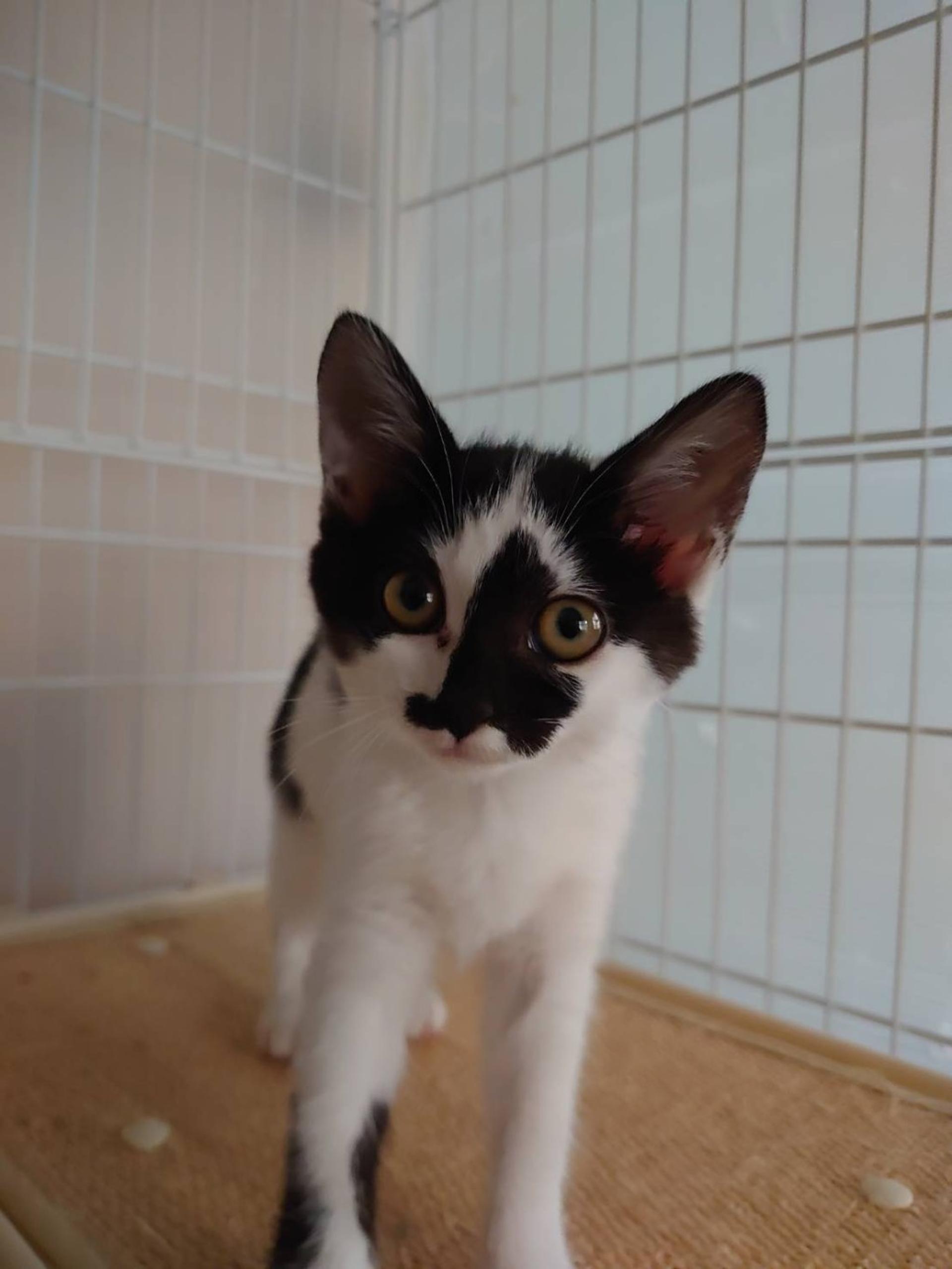 pet-image-2
