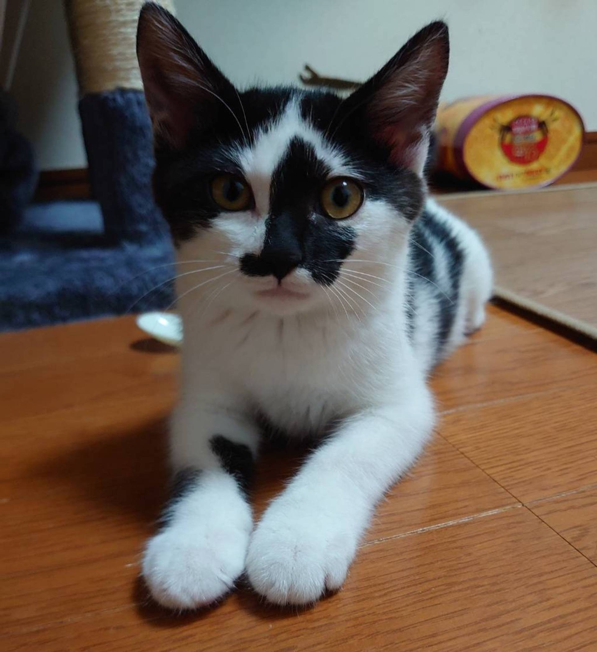 雑種（ミックス猫）・メスの里親募集の写真