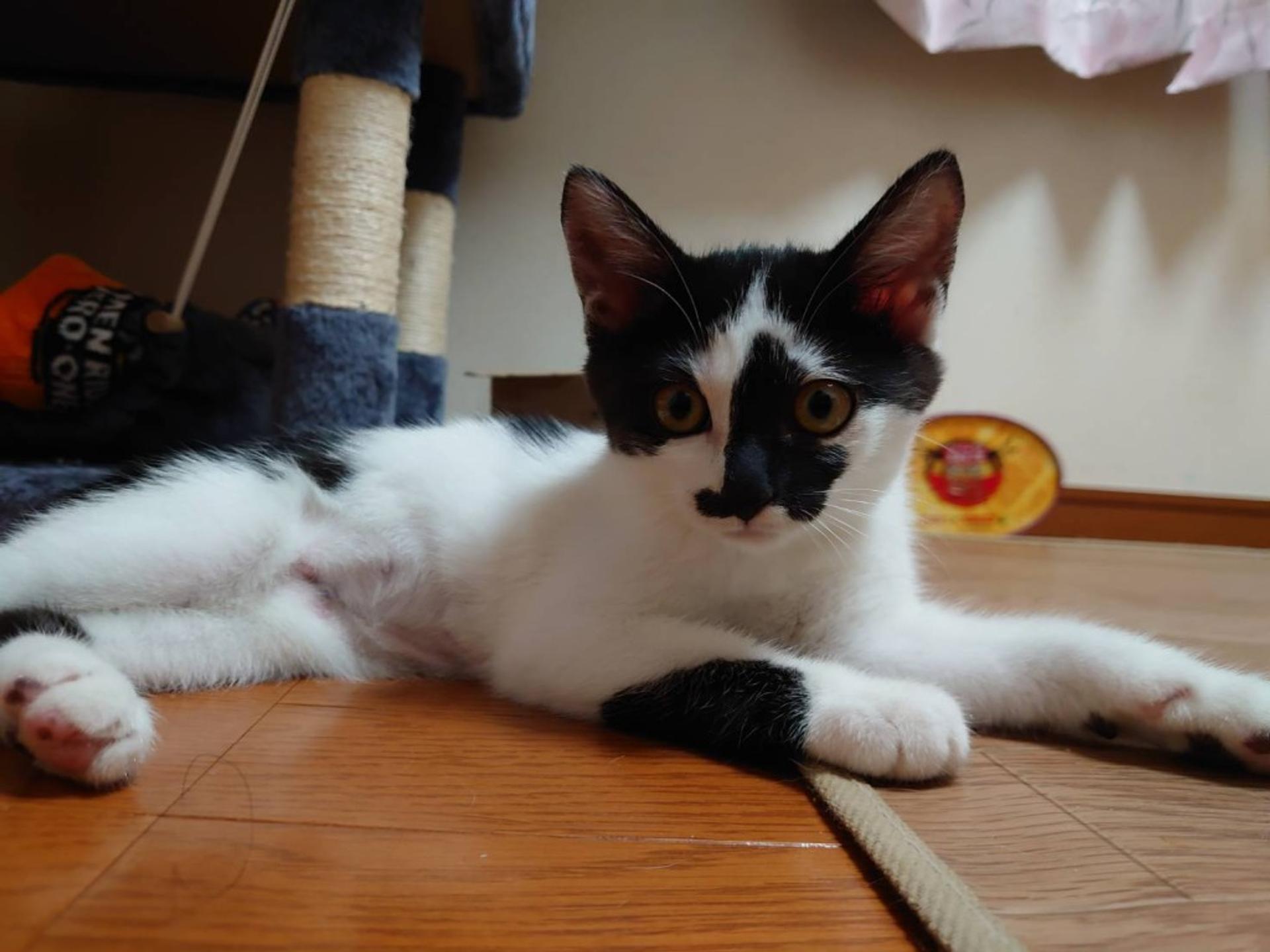 pet-image-3