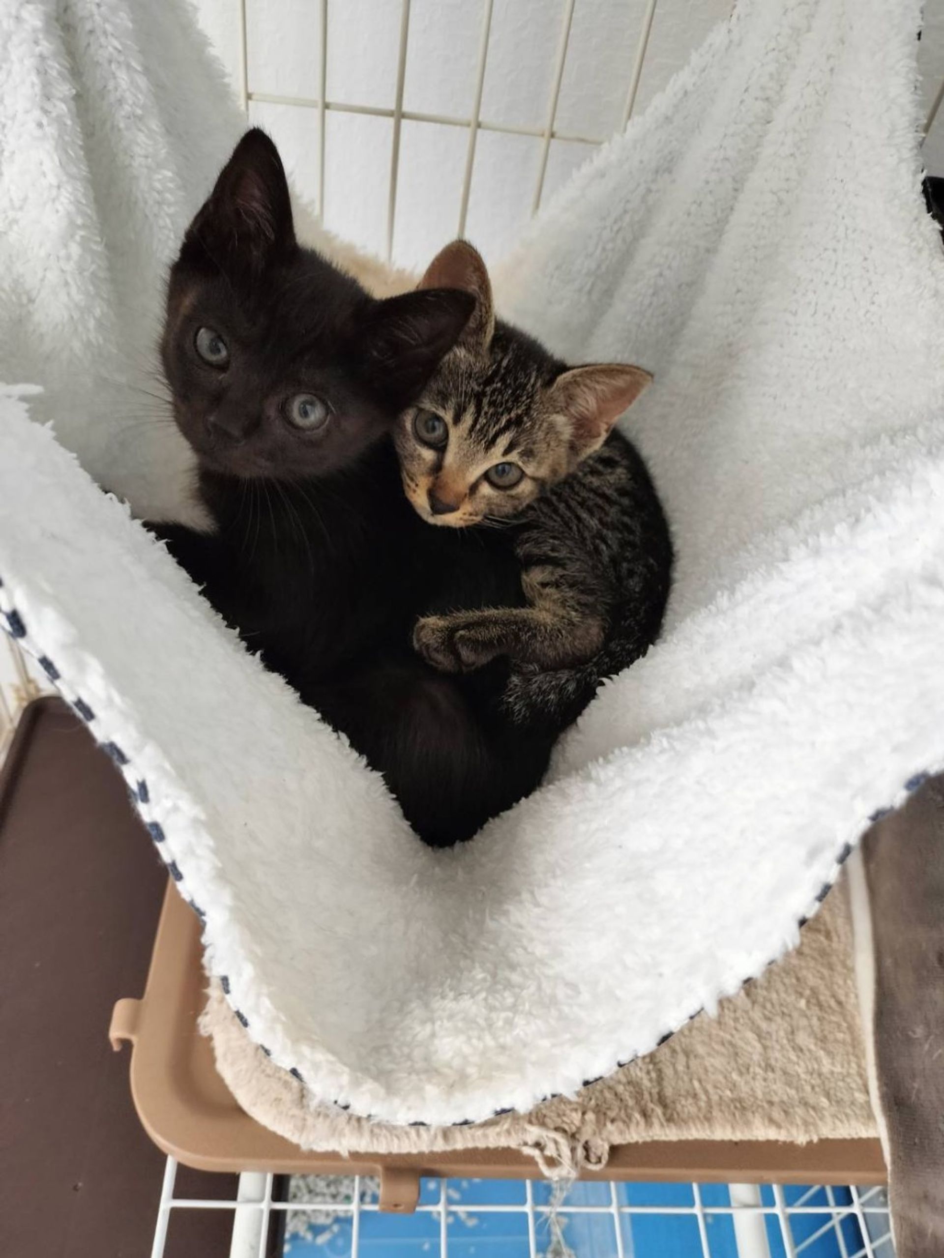 雑種（ミックス猫）・メスの里親募集の写真