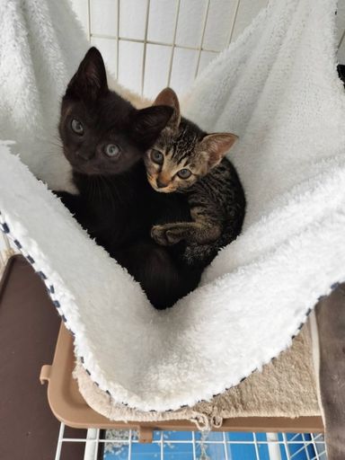 キジちゃんクロちゃんの写真