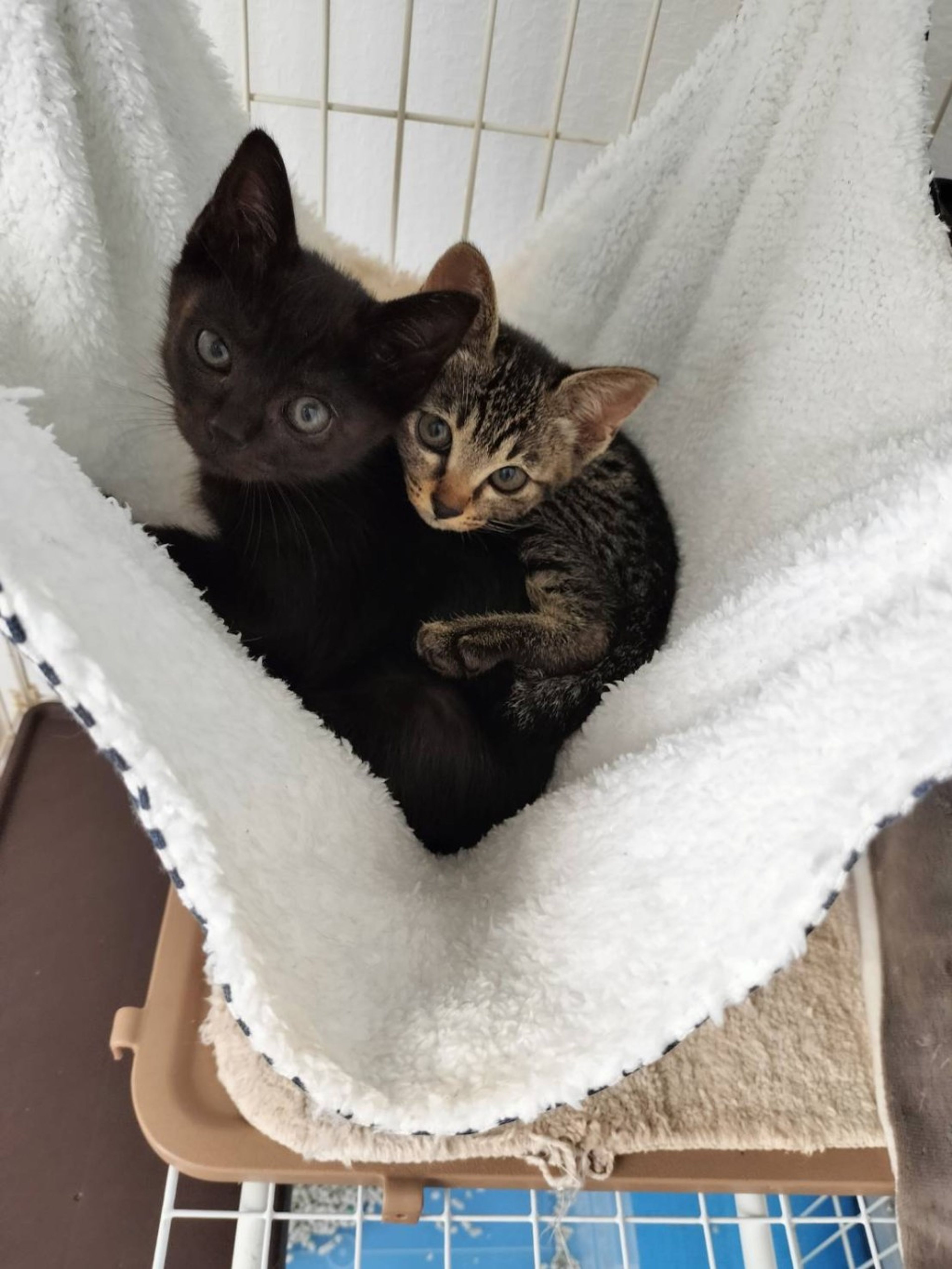 雑種（ミックス猫）・メスの里親募集の写真