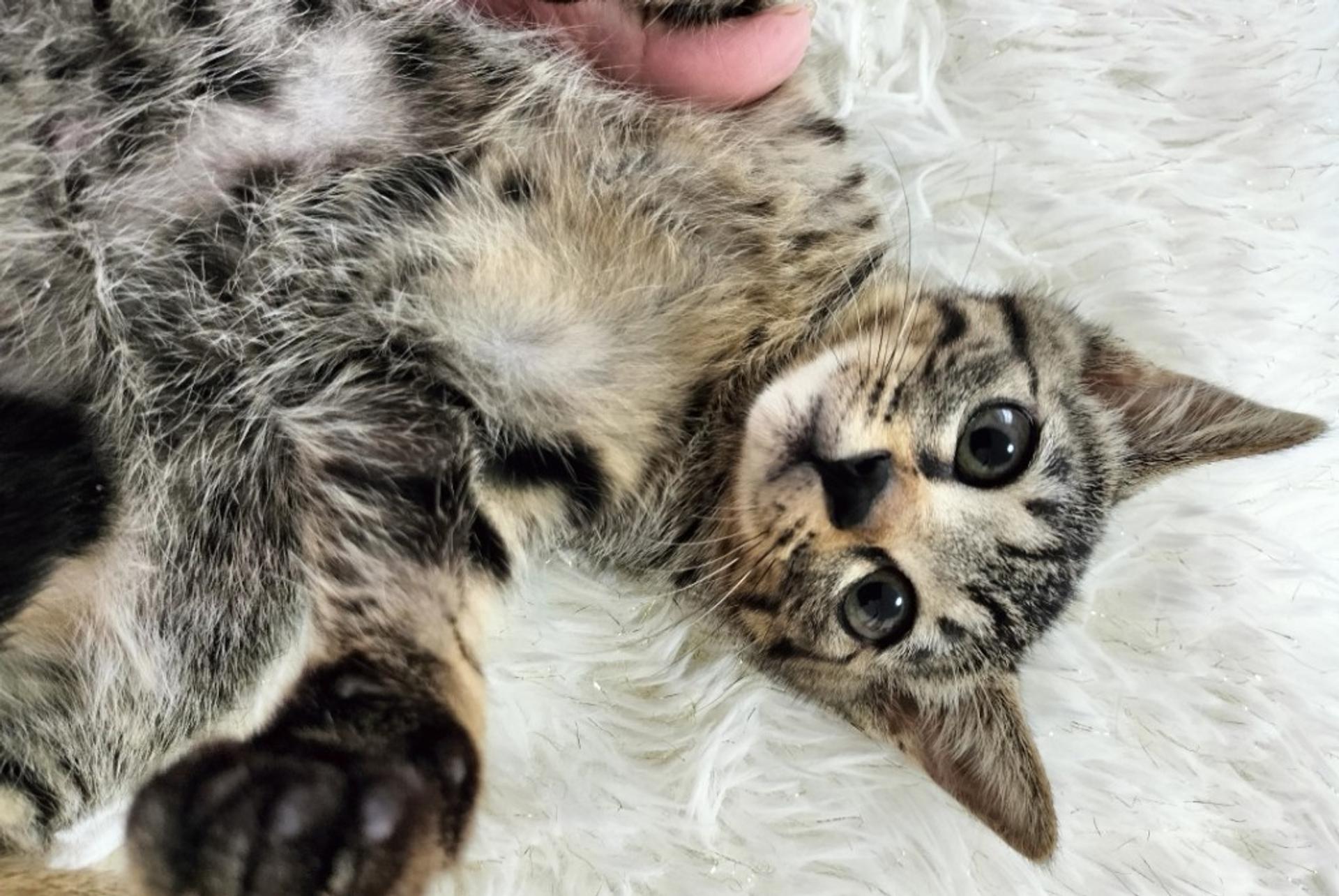 pet-image-2