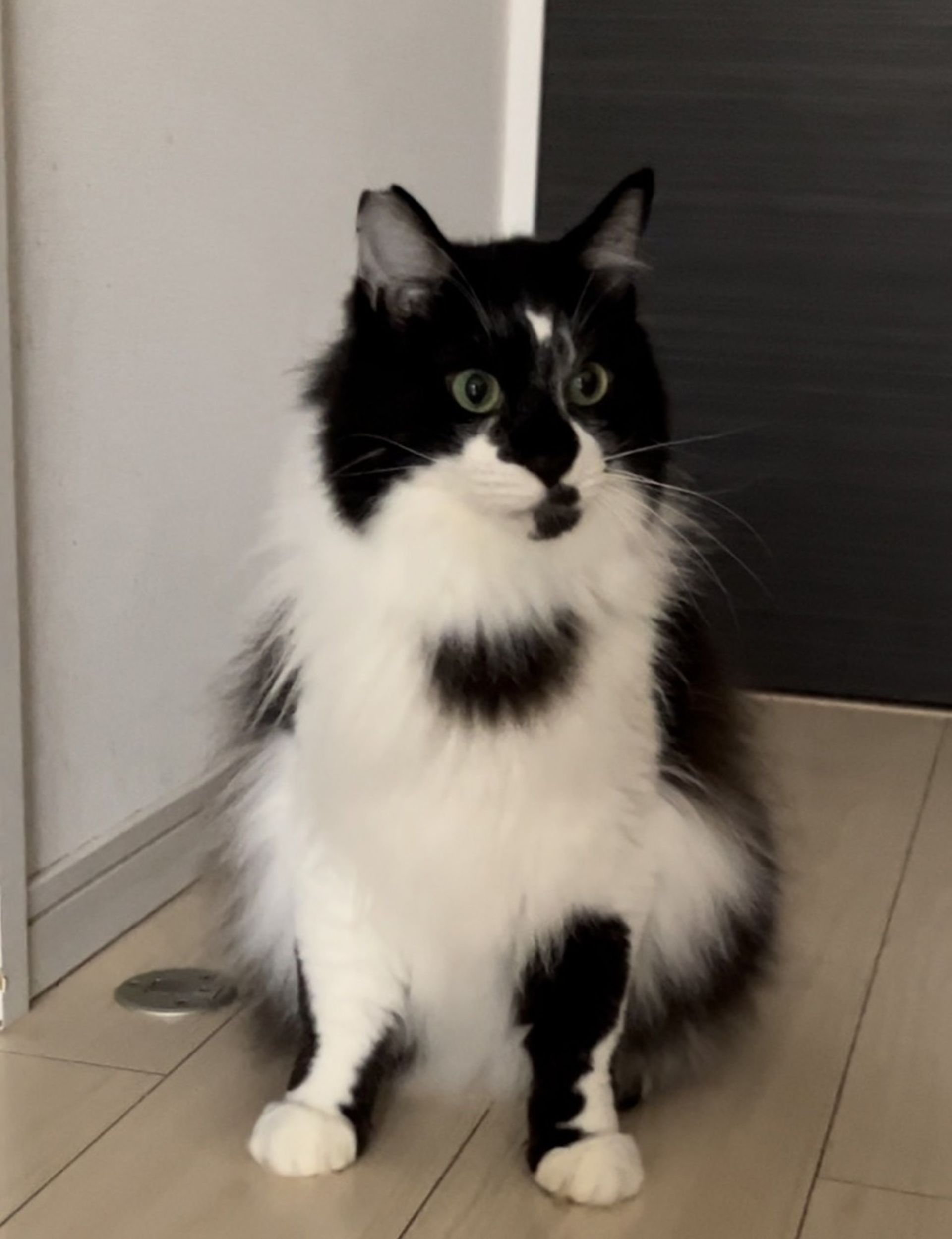 雑種（ミックス猫）・オスの里親募集の写真