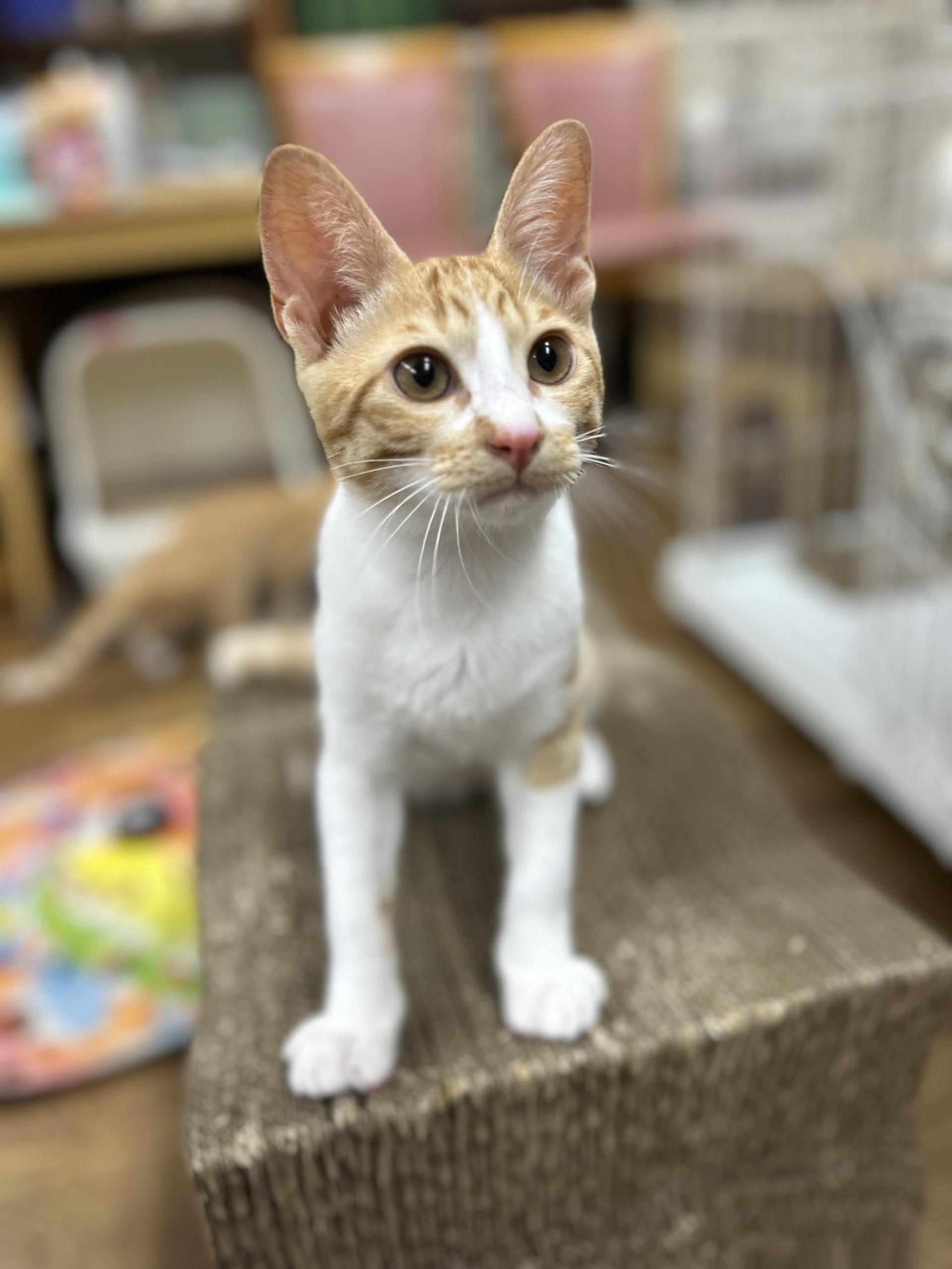 pet-image-3
