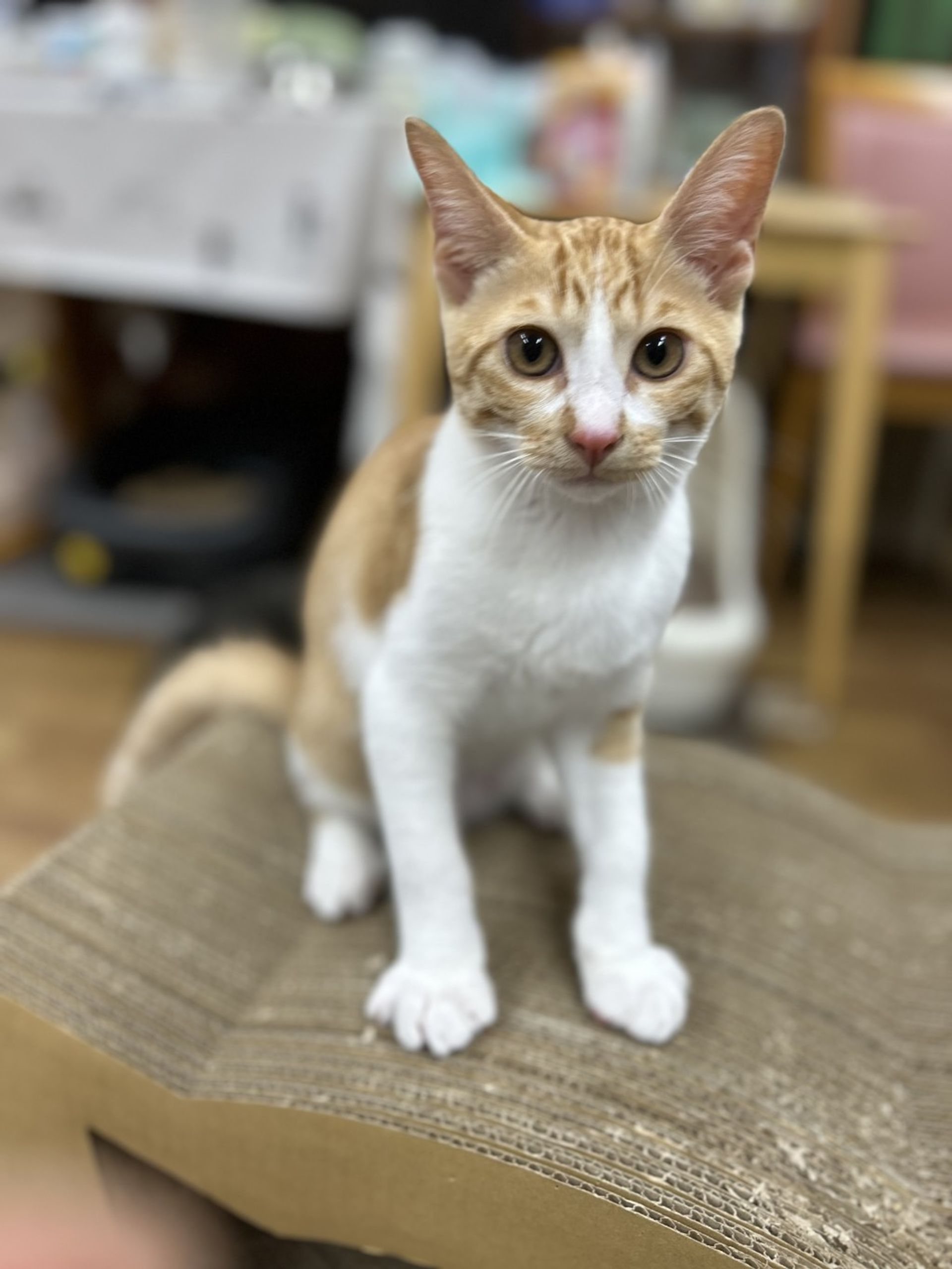 雑種（ミックス猫）・オスの里親募集の写真