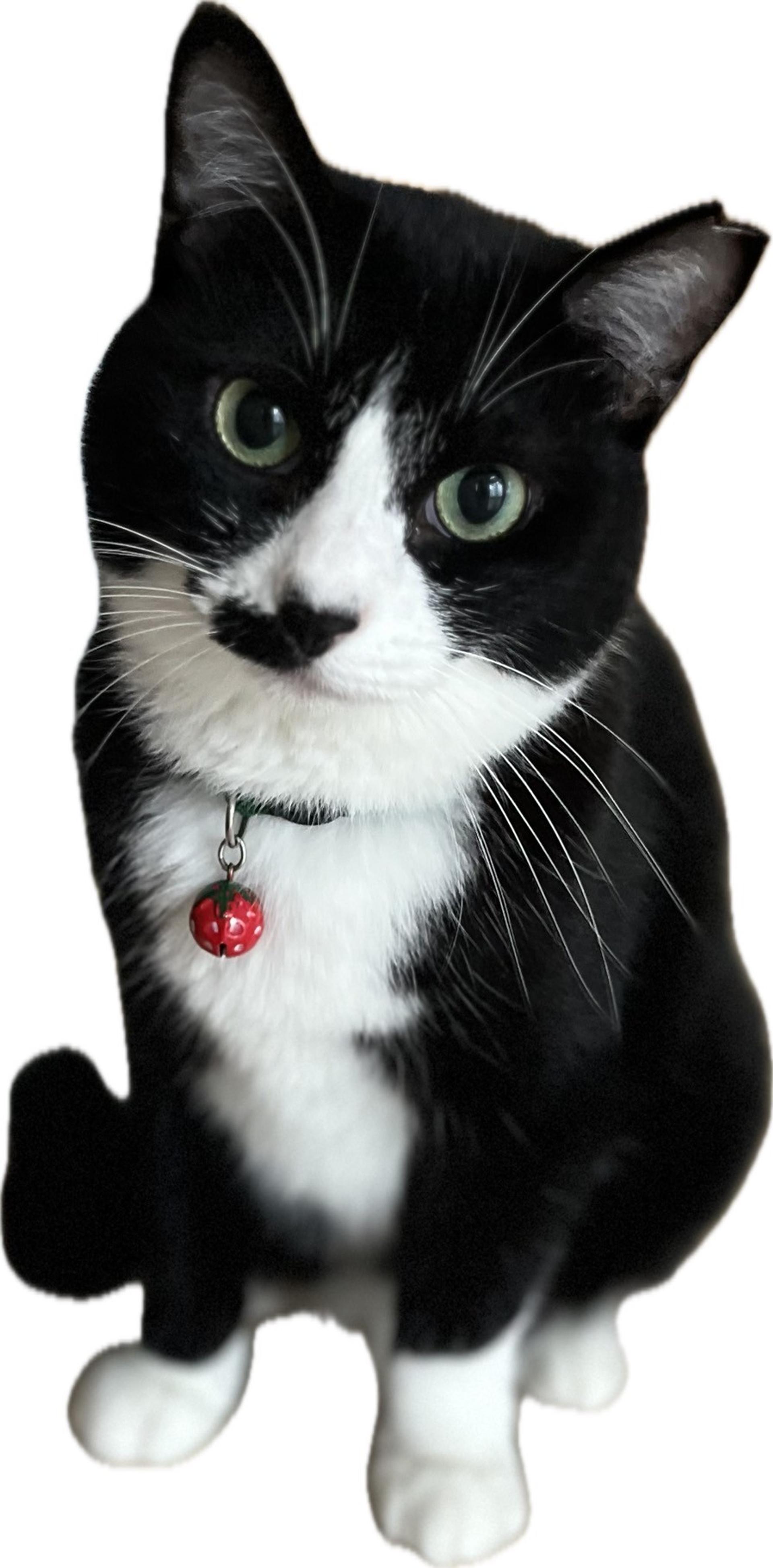 pet-image-2