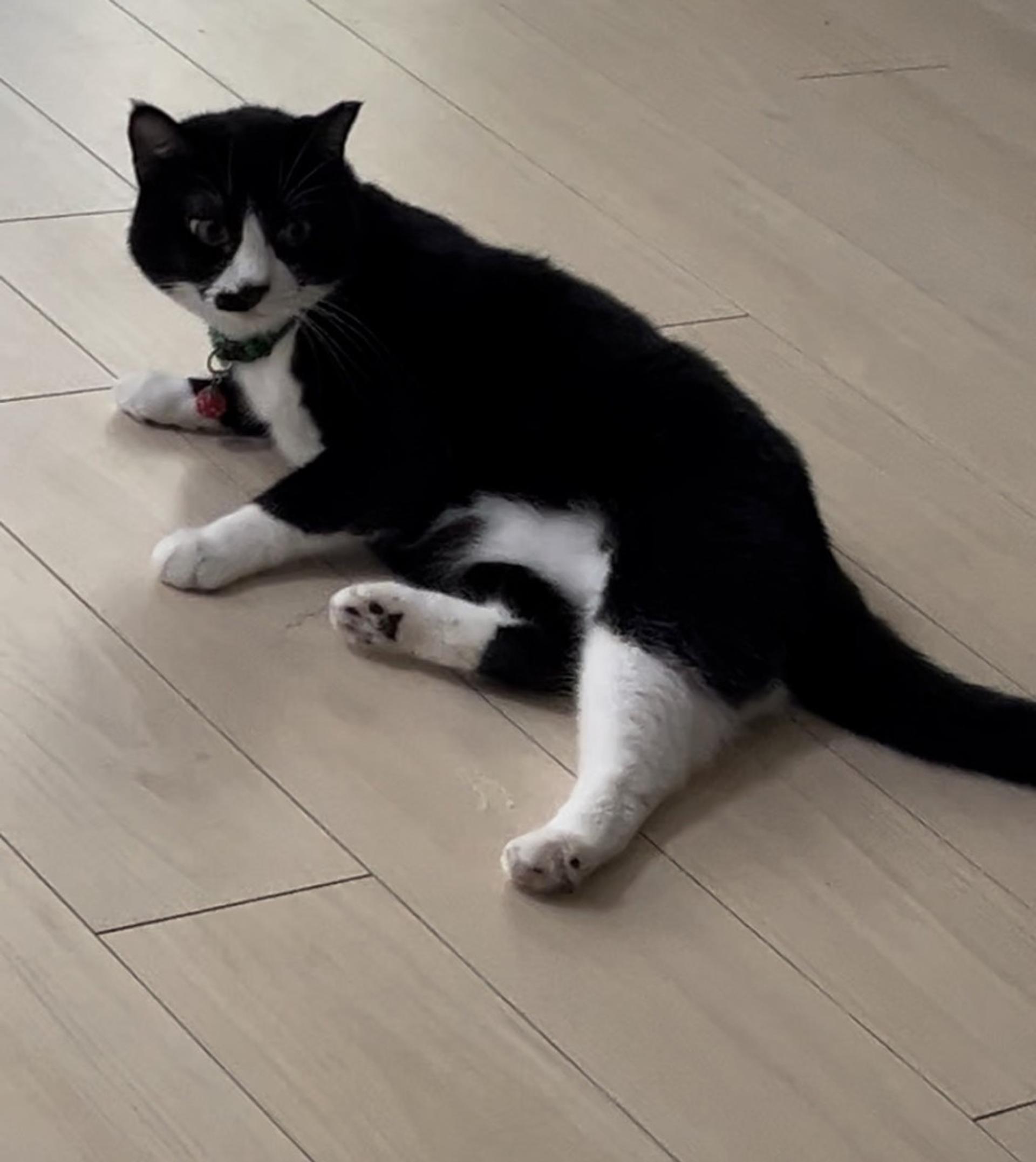 pet-image-3