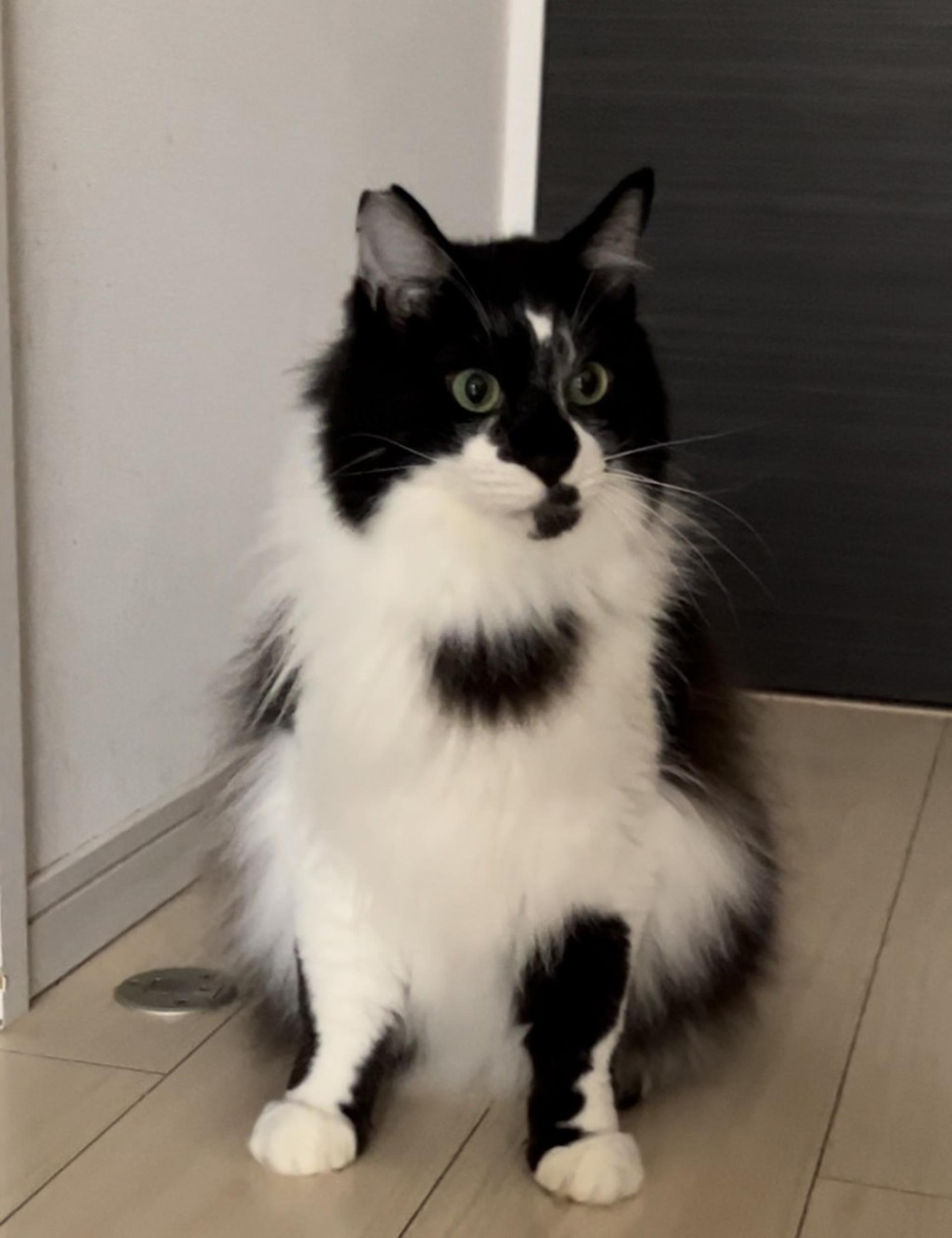 pet-image-4