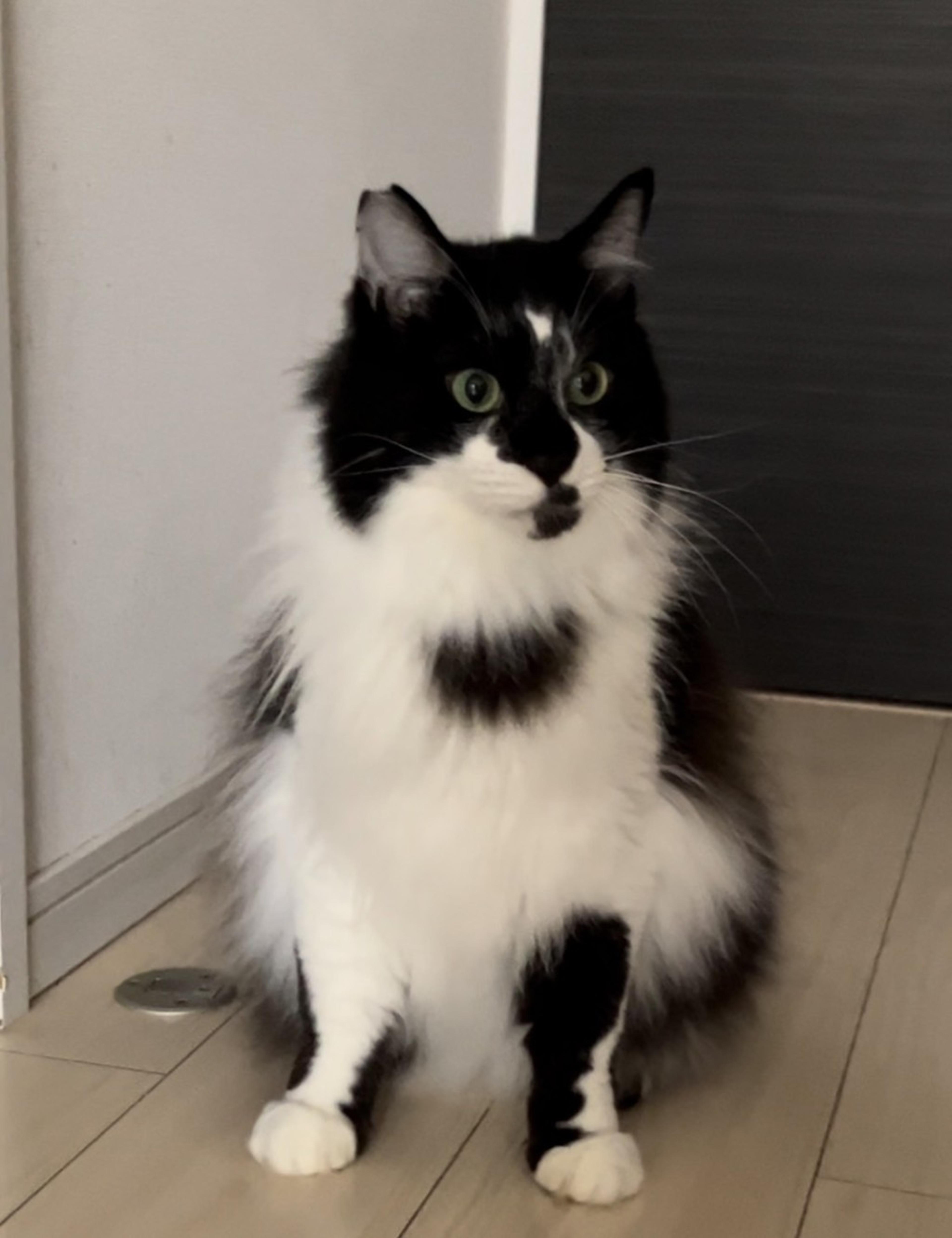 pet-image-4