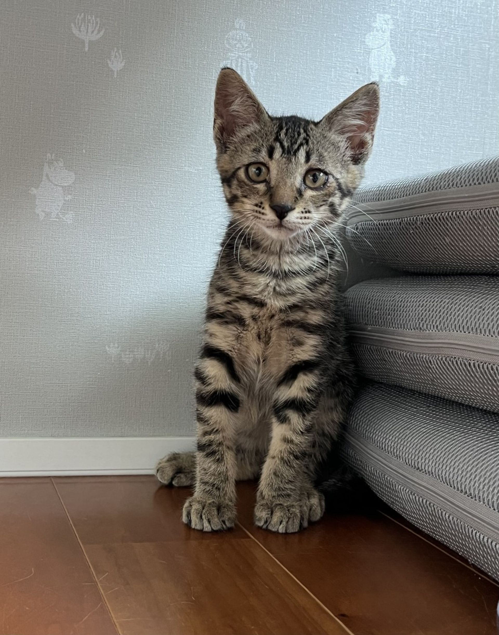 雑種（ミックス猫）・オスの里親募集の写真