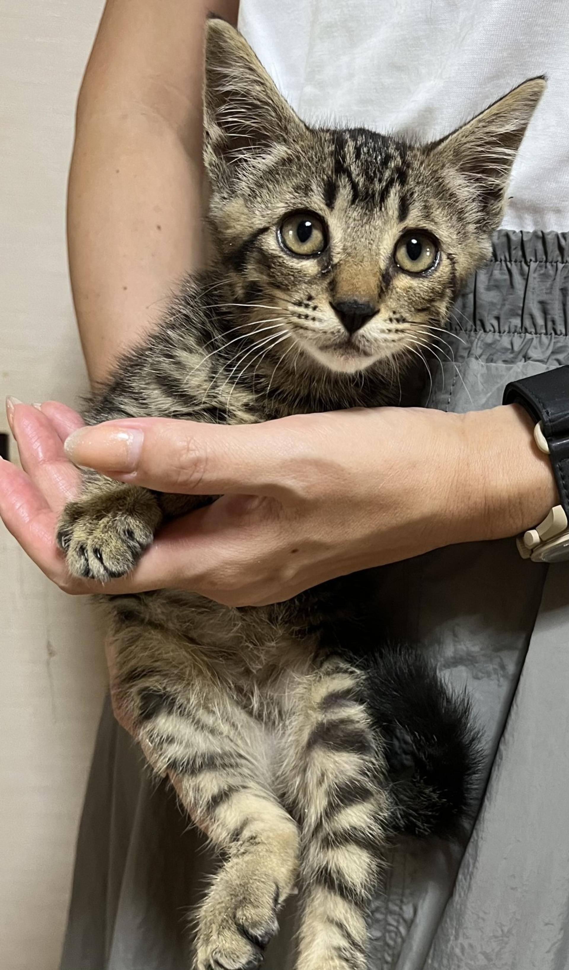 pet-image-5
