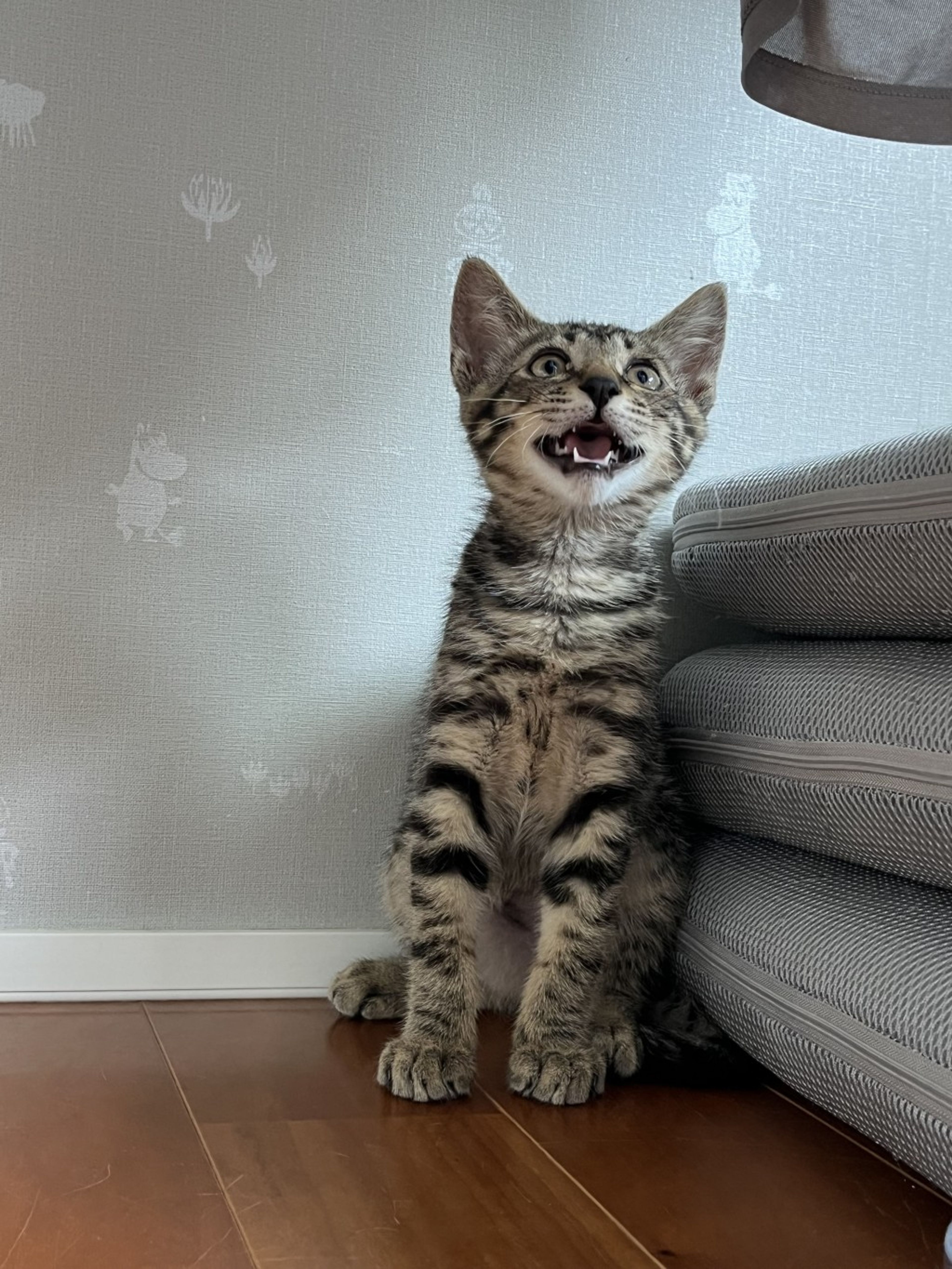 pet-image-3
