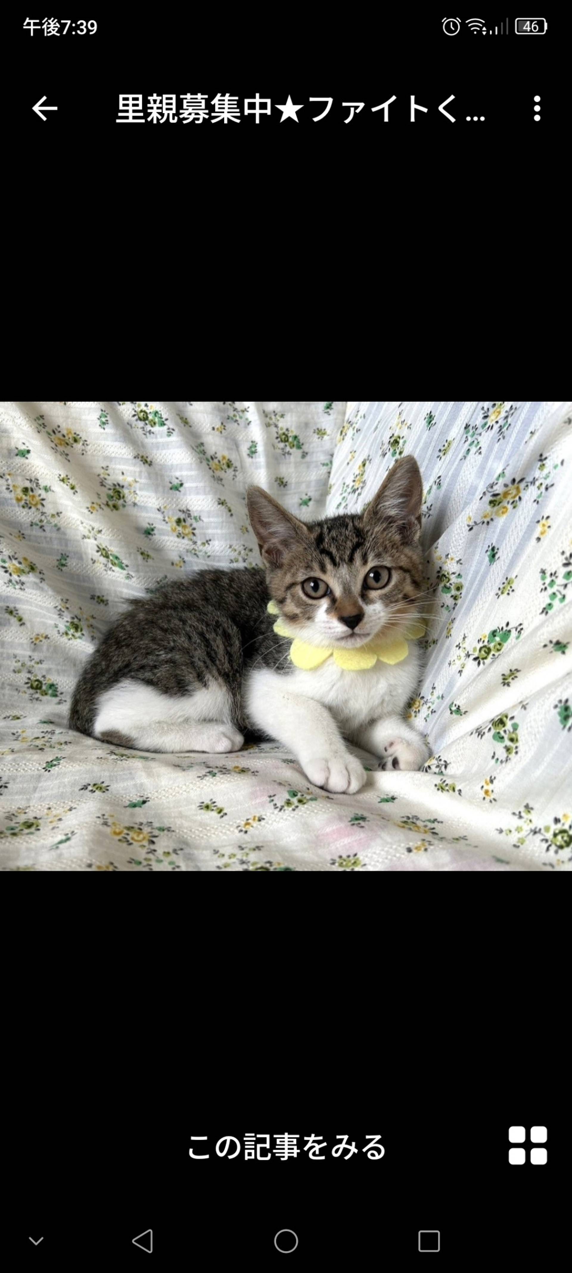 雑種（ミックス猫）・オスの里親募集の写真