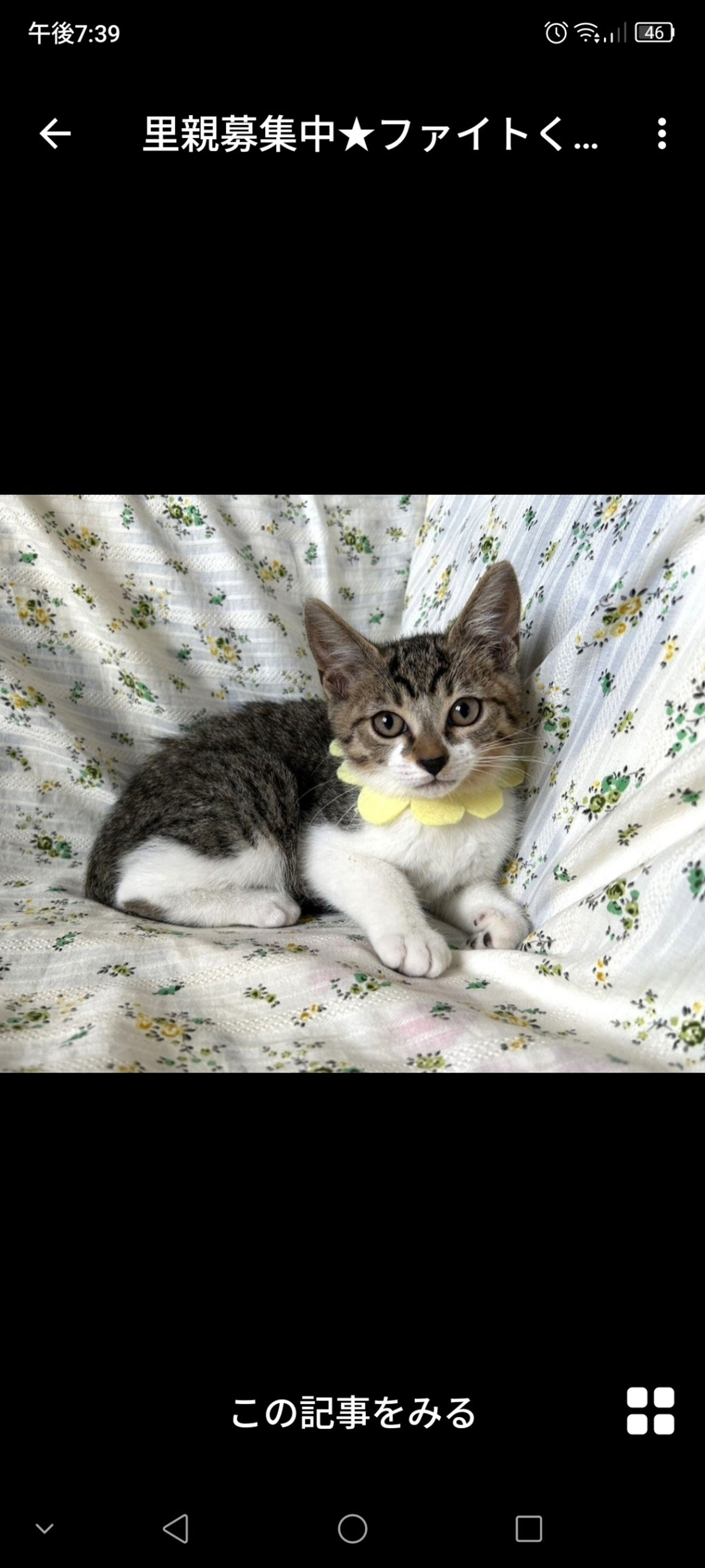 雑種（ミックス猫）・オスの里親募集の写真