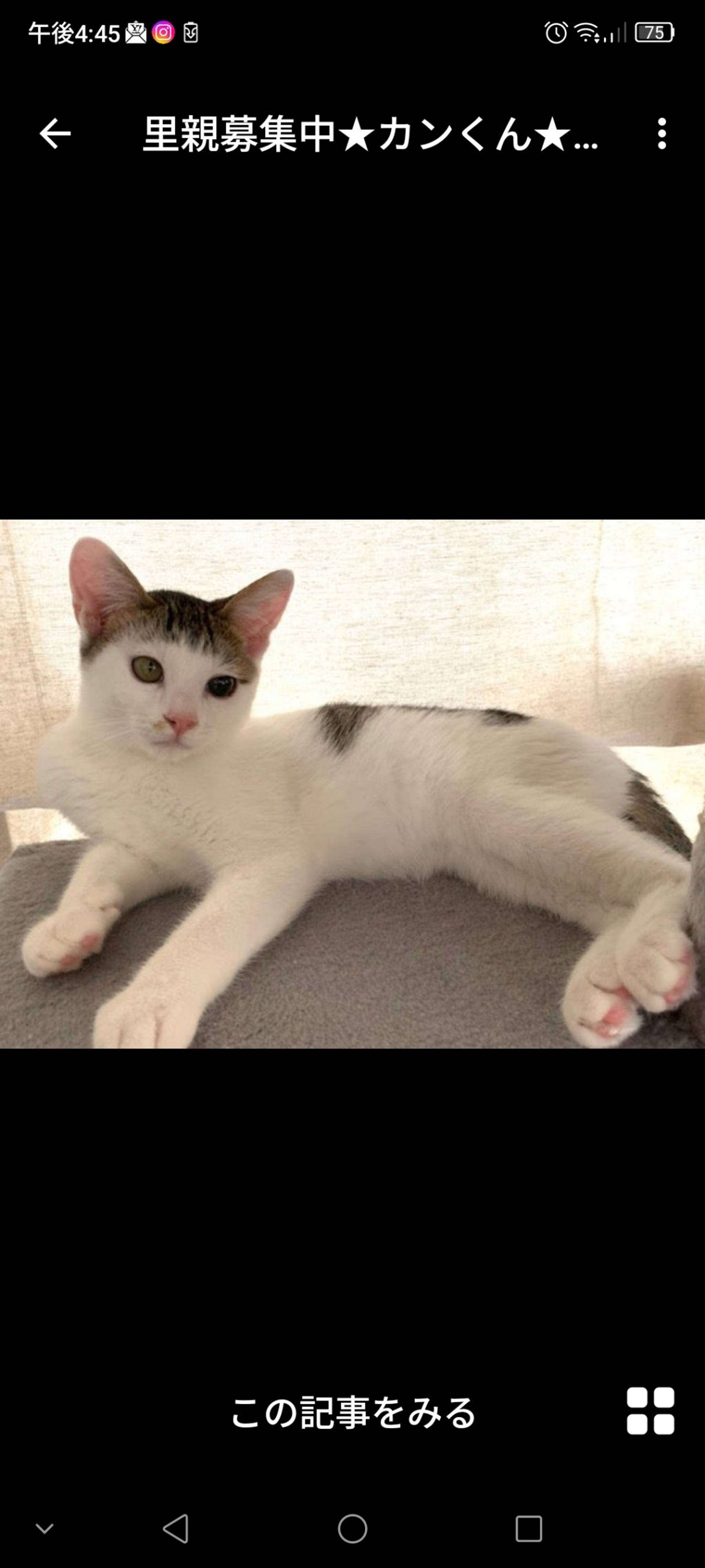 雑種（ミックス猫）・オスの里親募集の写真