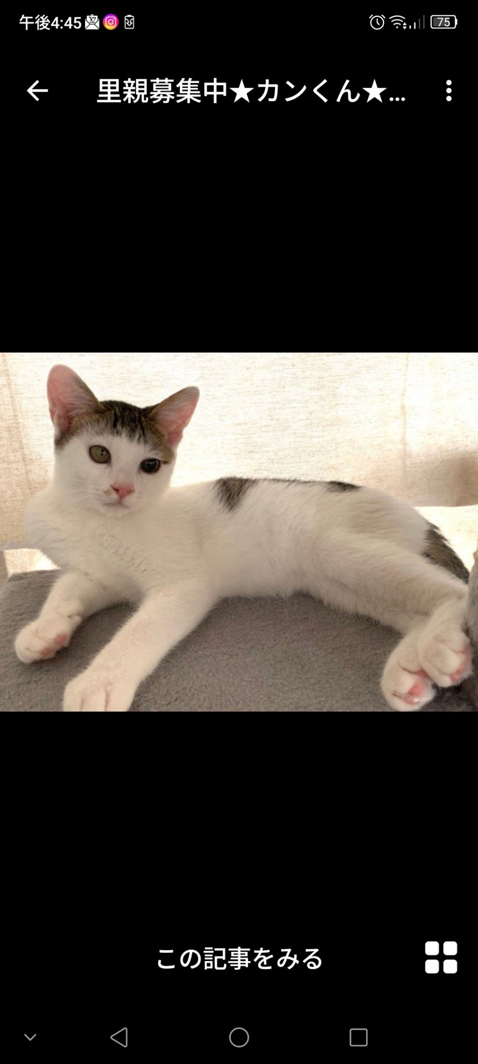 雑種（ミックス猫）・オスの里親募集の写真