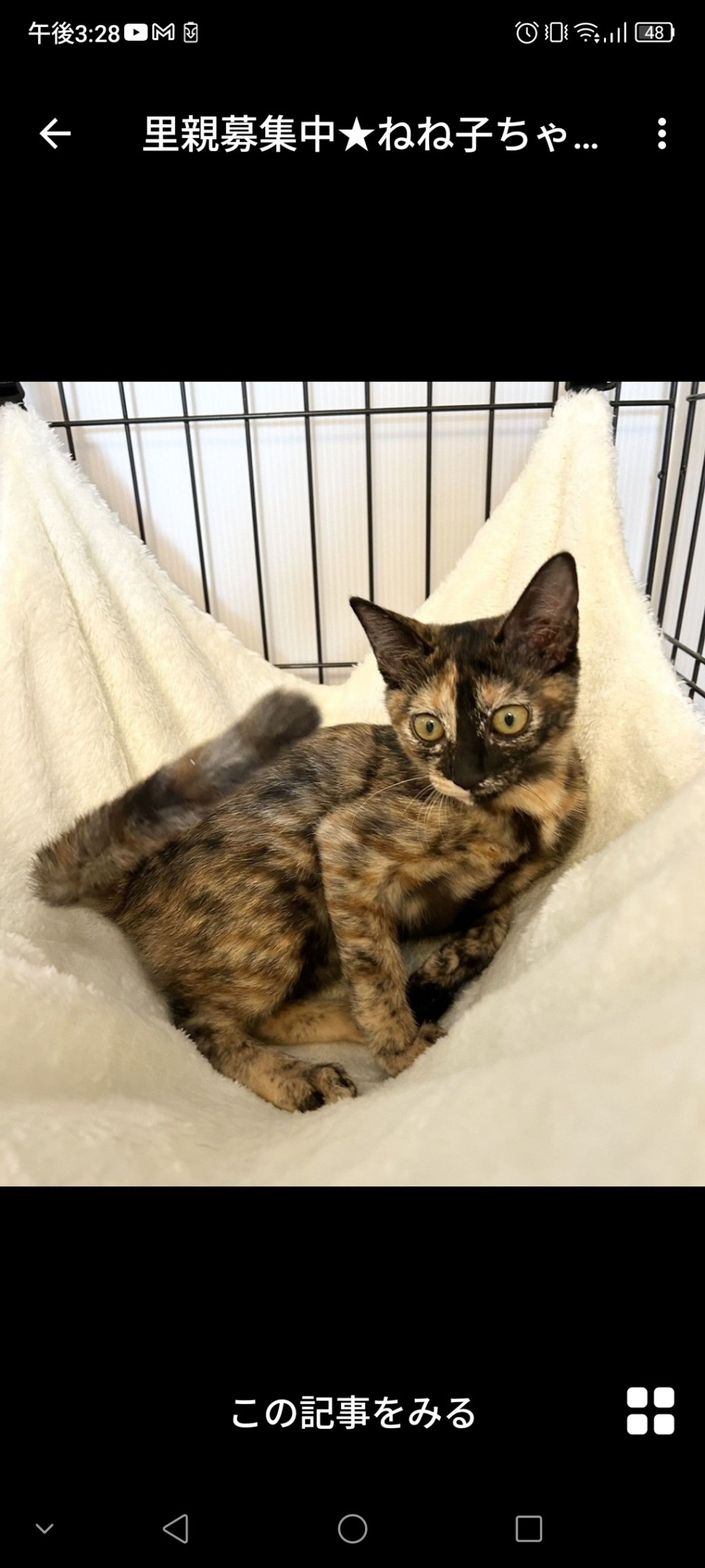 雑種（ミックス猫）・メスの里親募集の写真