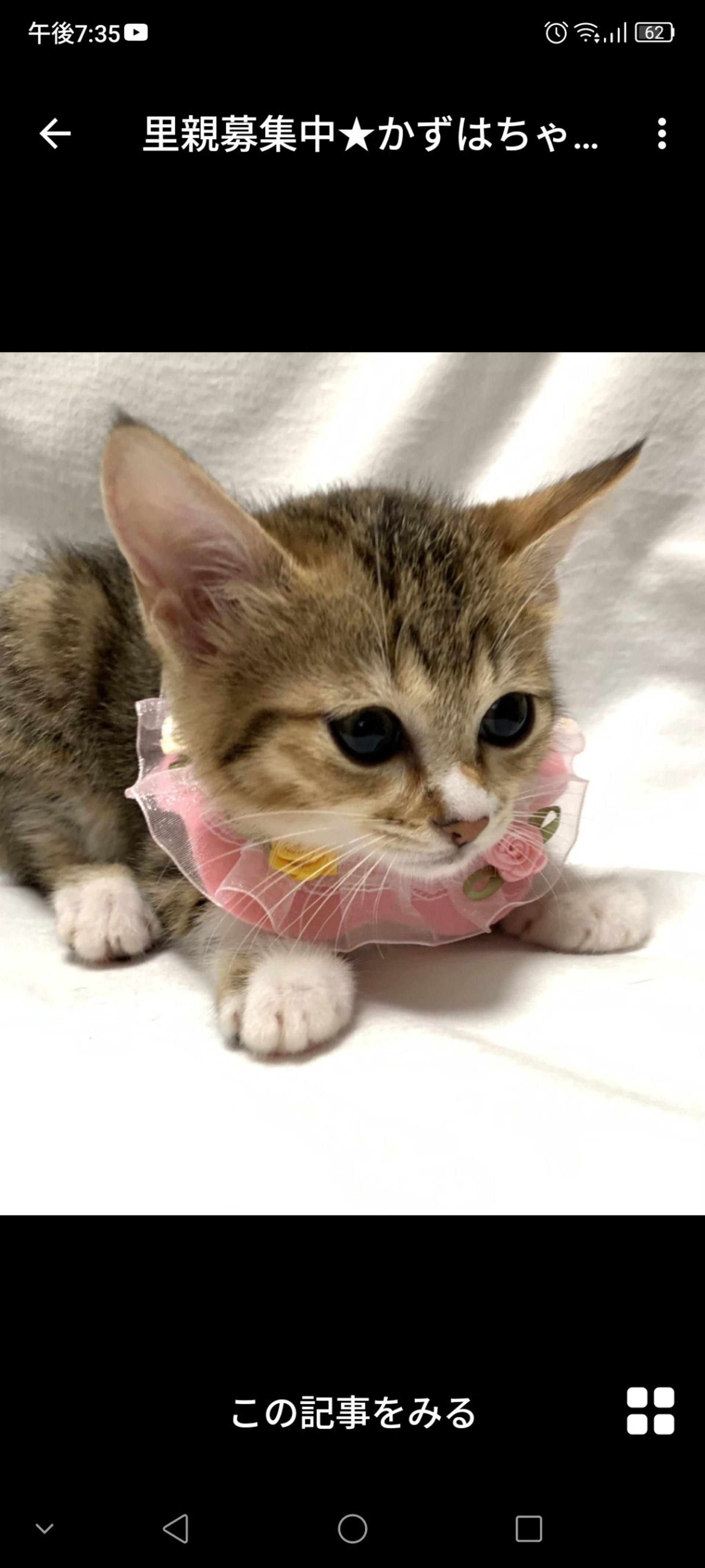 雑種（ミックス猫）・メスの里親募集の写真