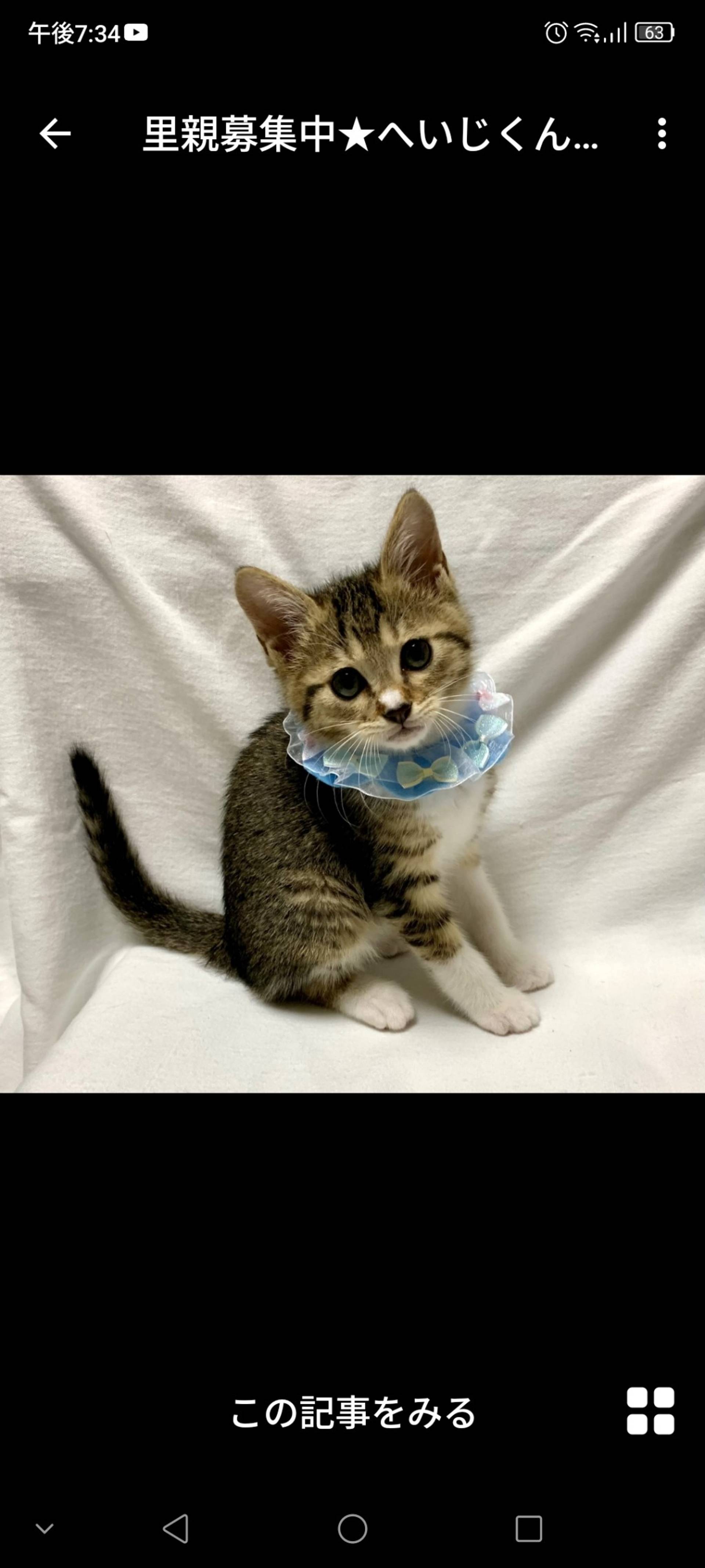 雑種（ミックス猫）・オスの里親募集の写真