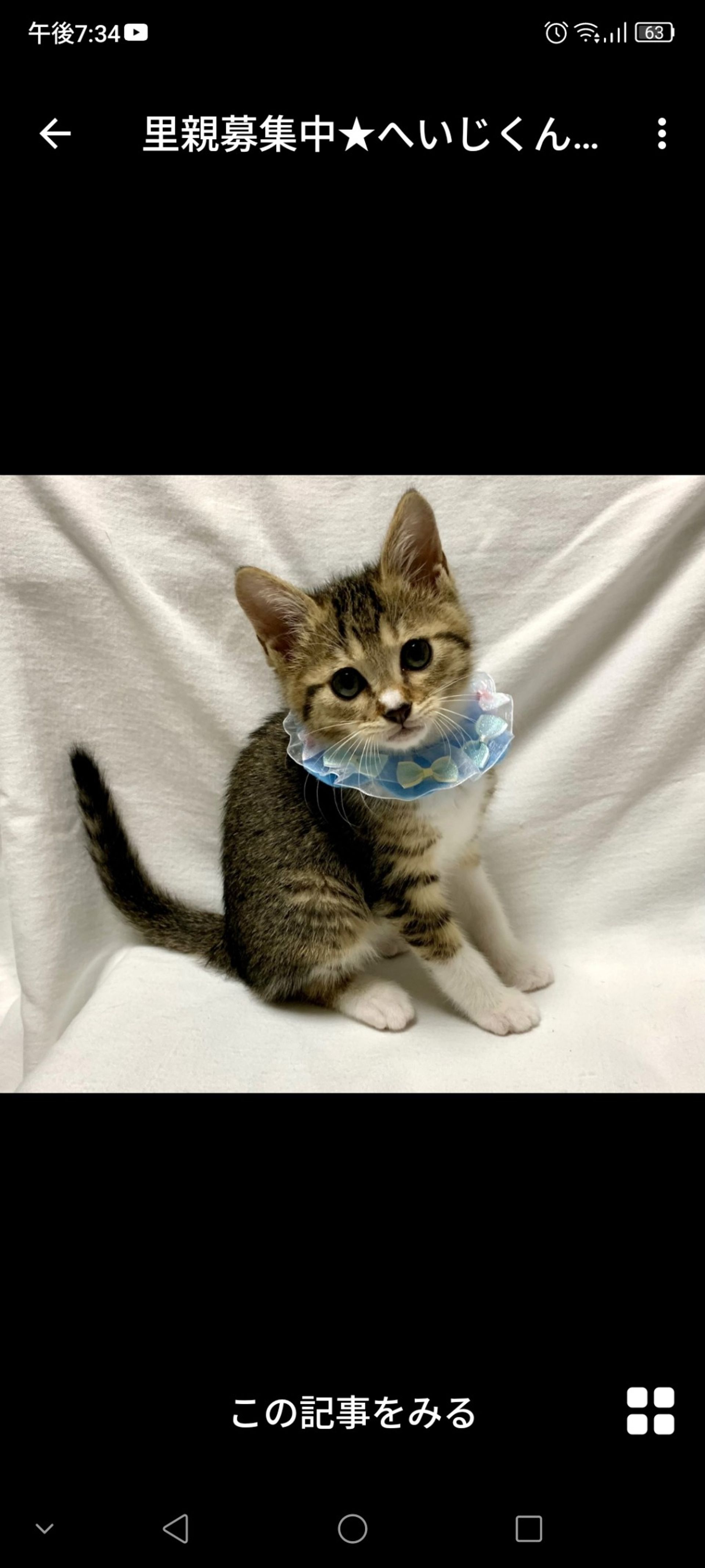 雑種（ミックス猫）・オスの里親募集の写真