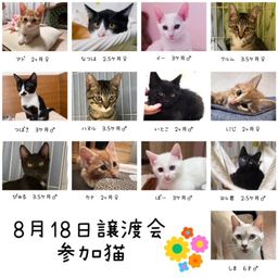 thumb-5