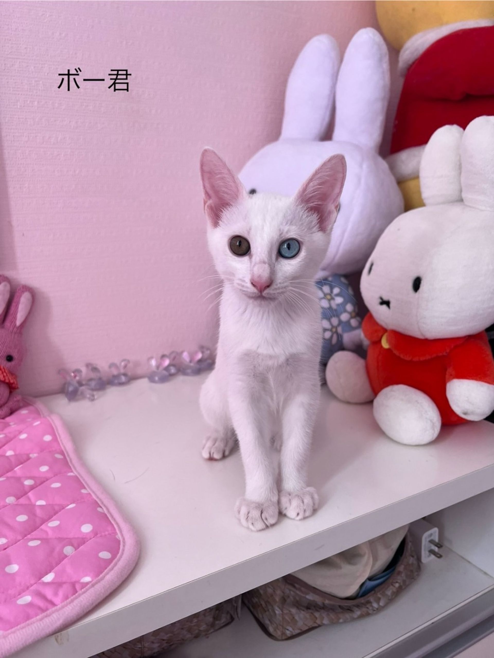雑種（ミックス猫）・オスの里親募集の写真