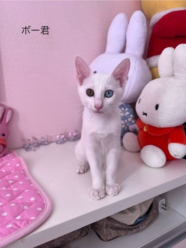 ポー君