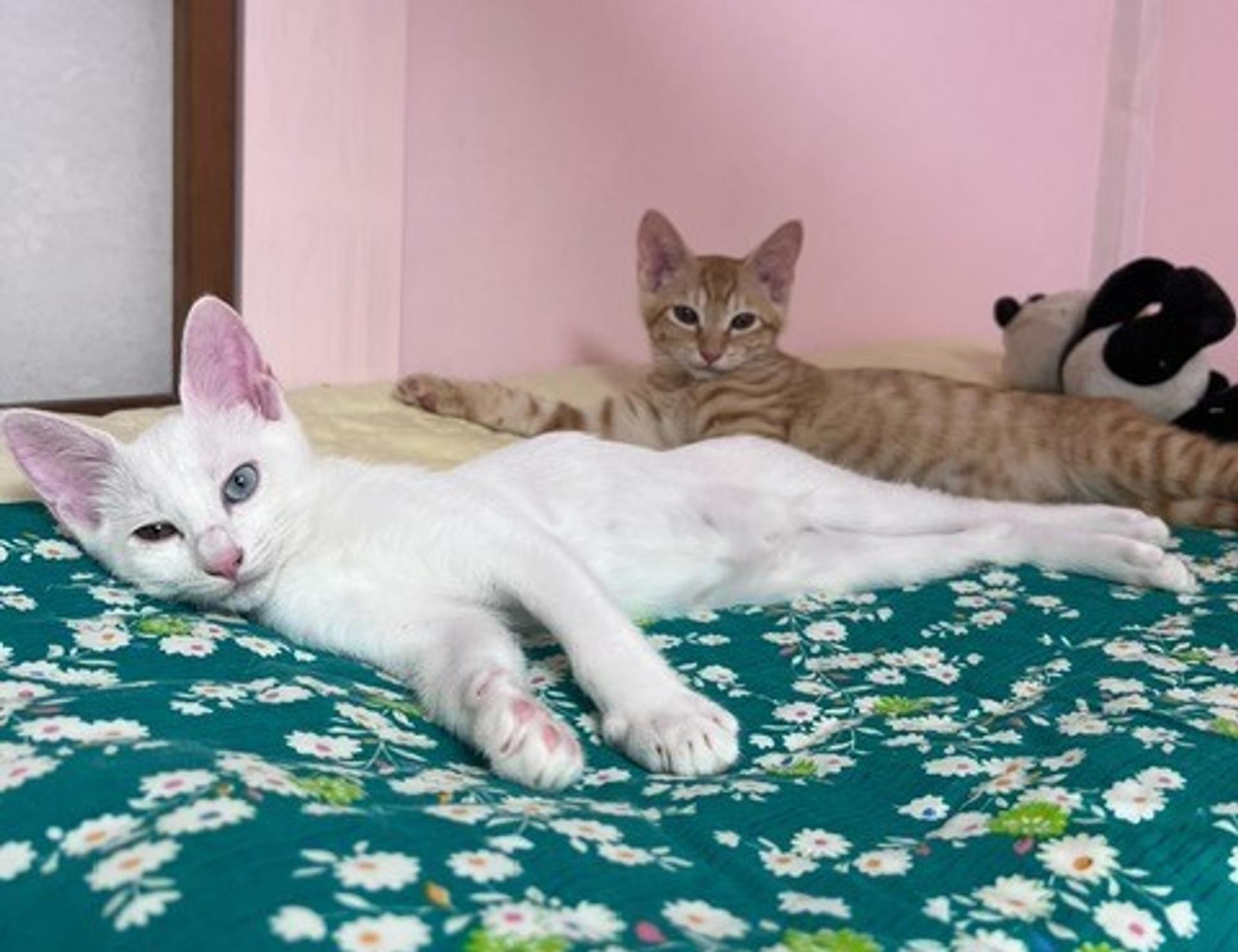 pet-image-2