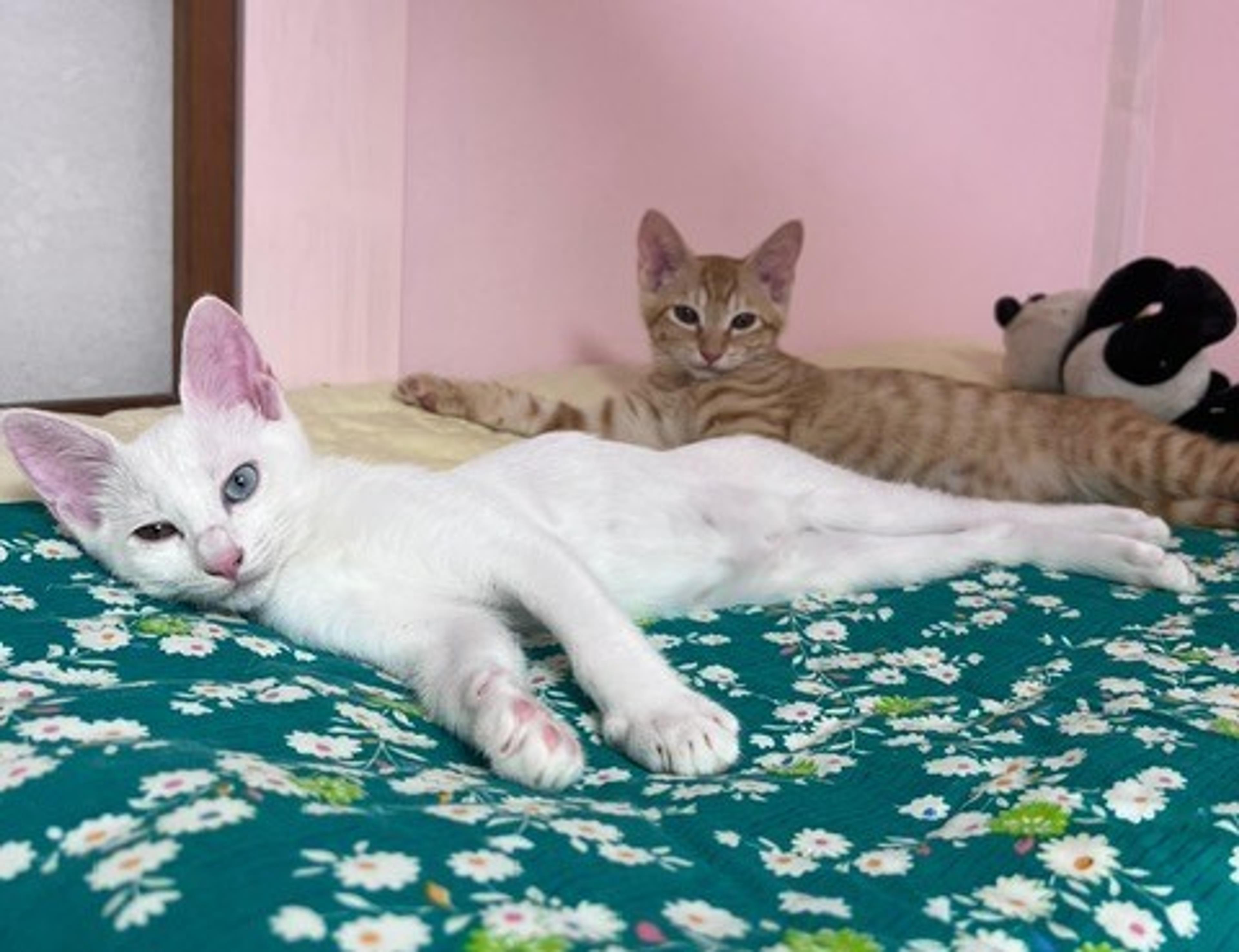 pet-image-2