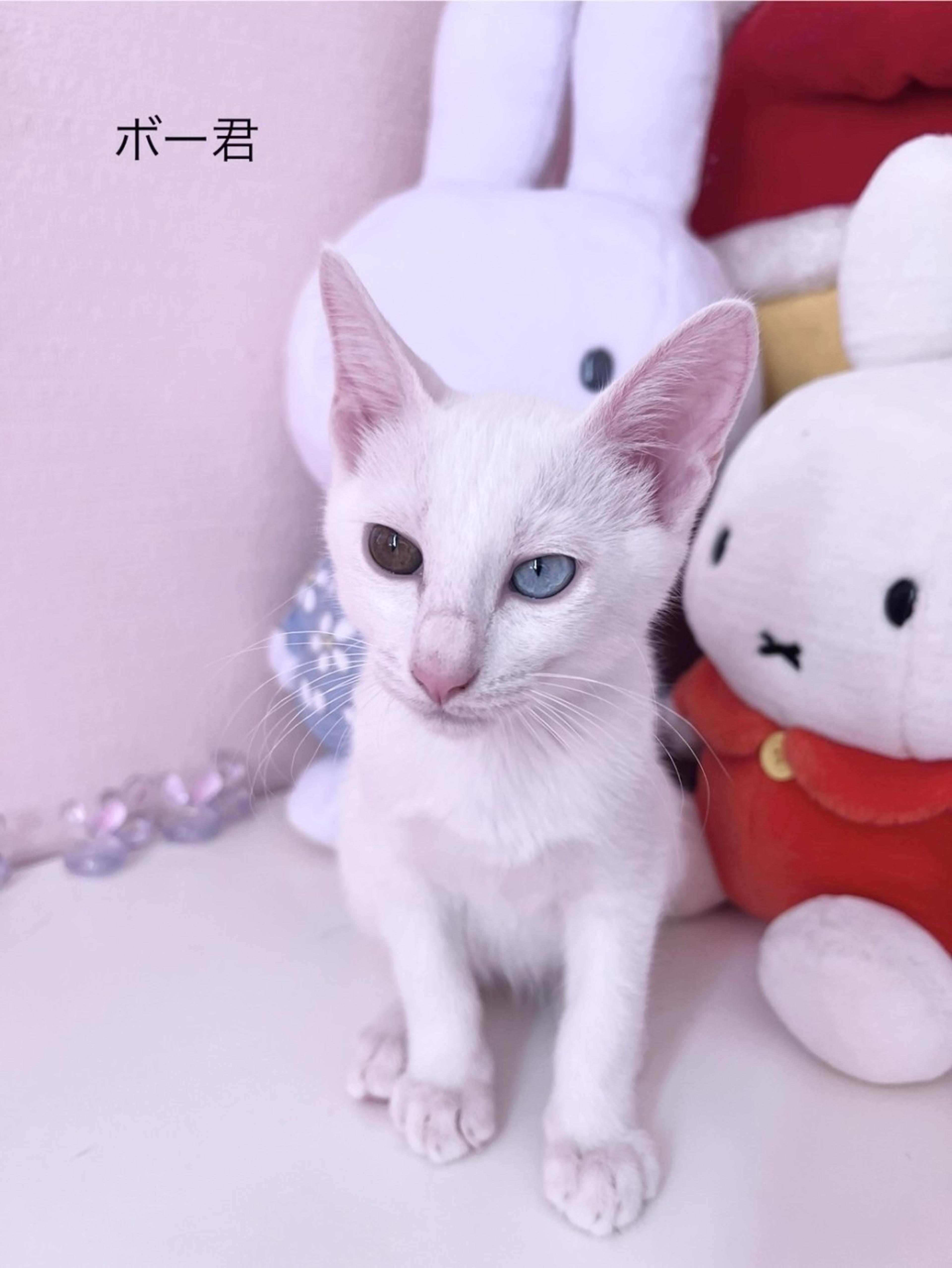 pet-image-3