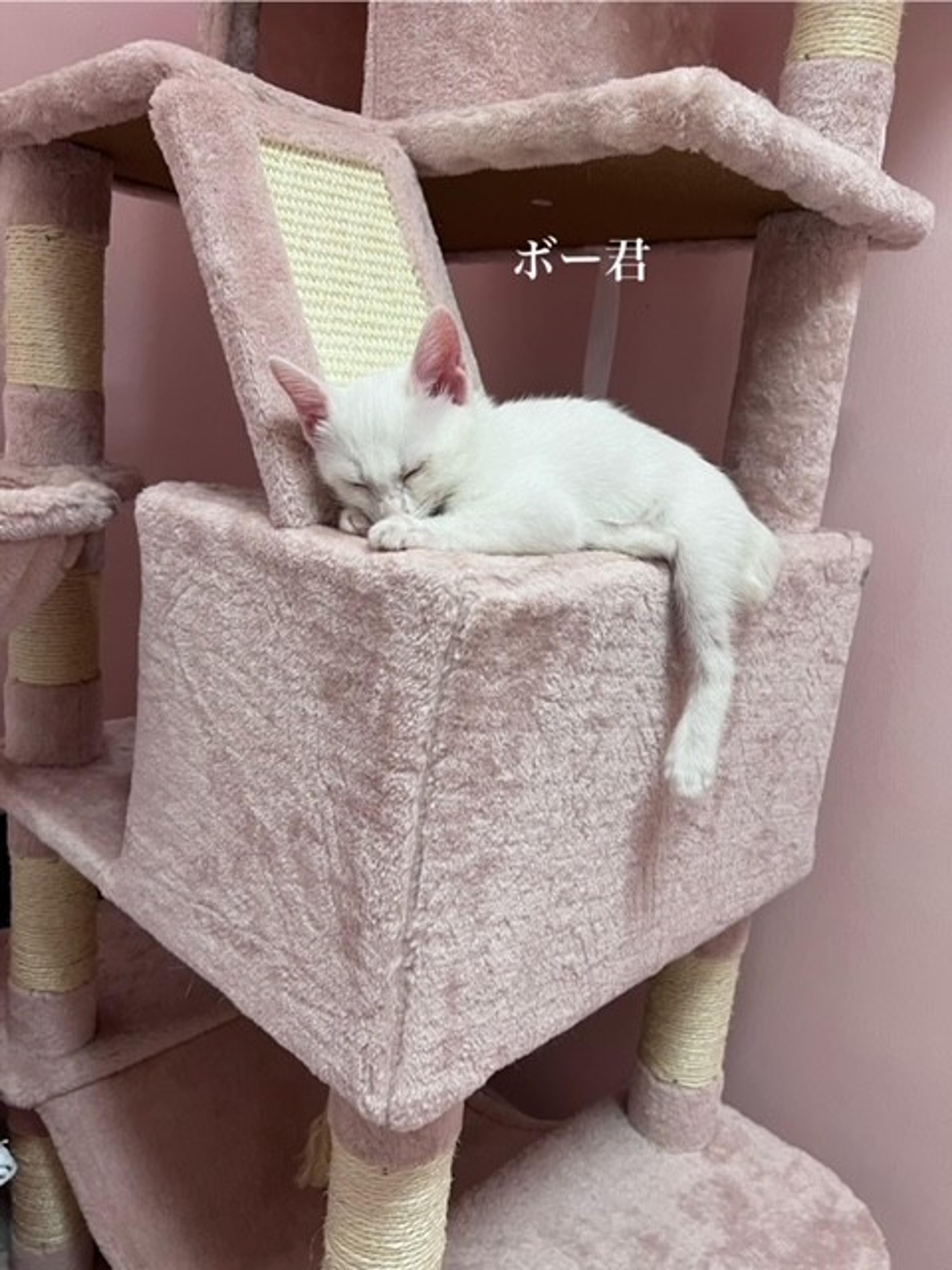 pet-image-4