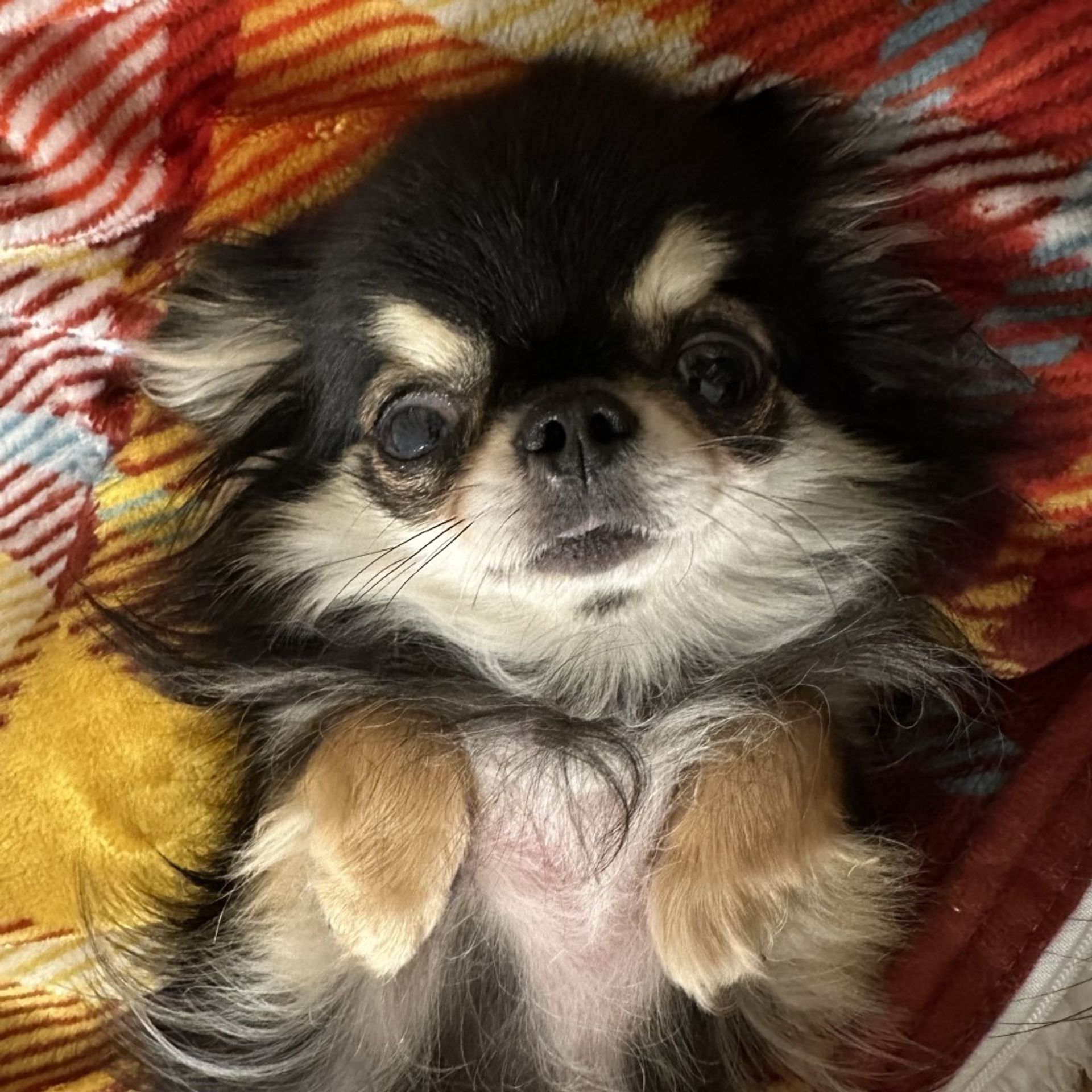 チワワ・メスの里親募集の写真