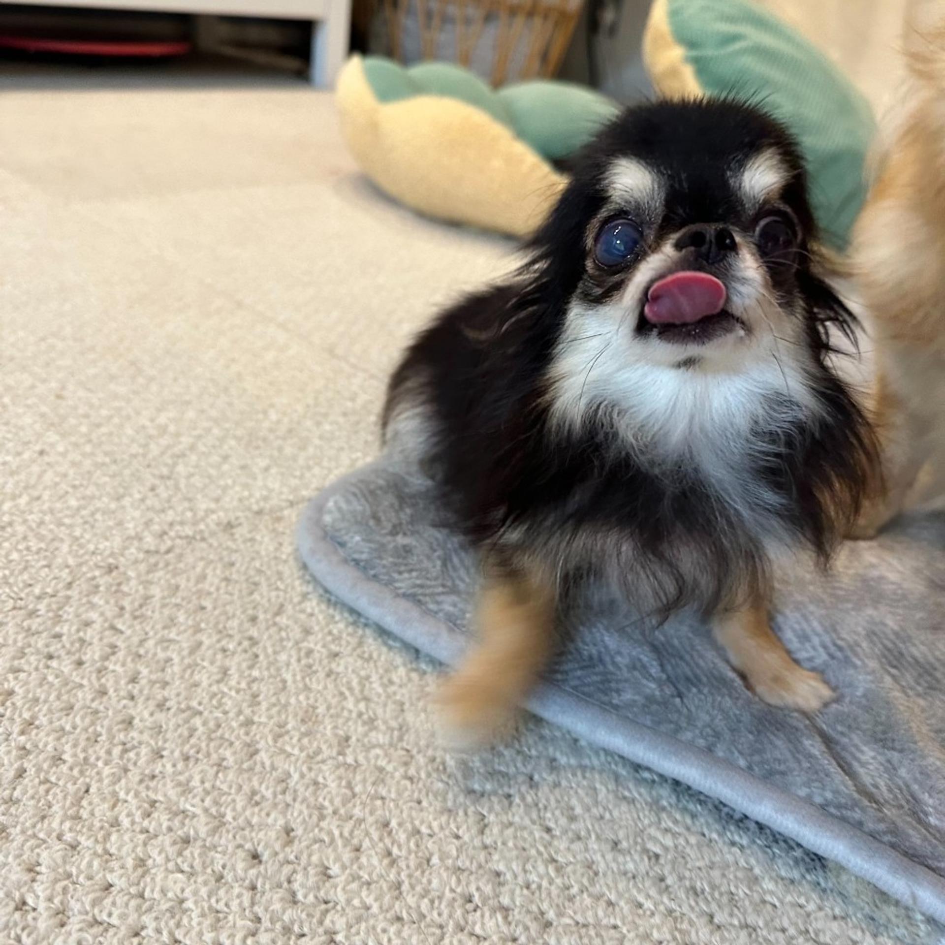 pet-image-3