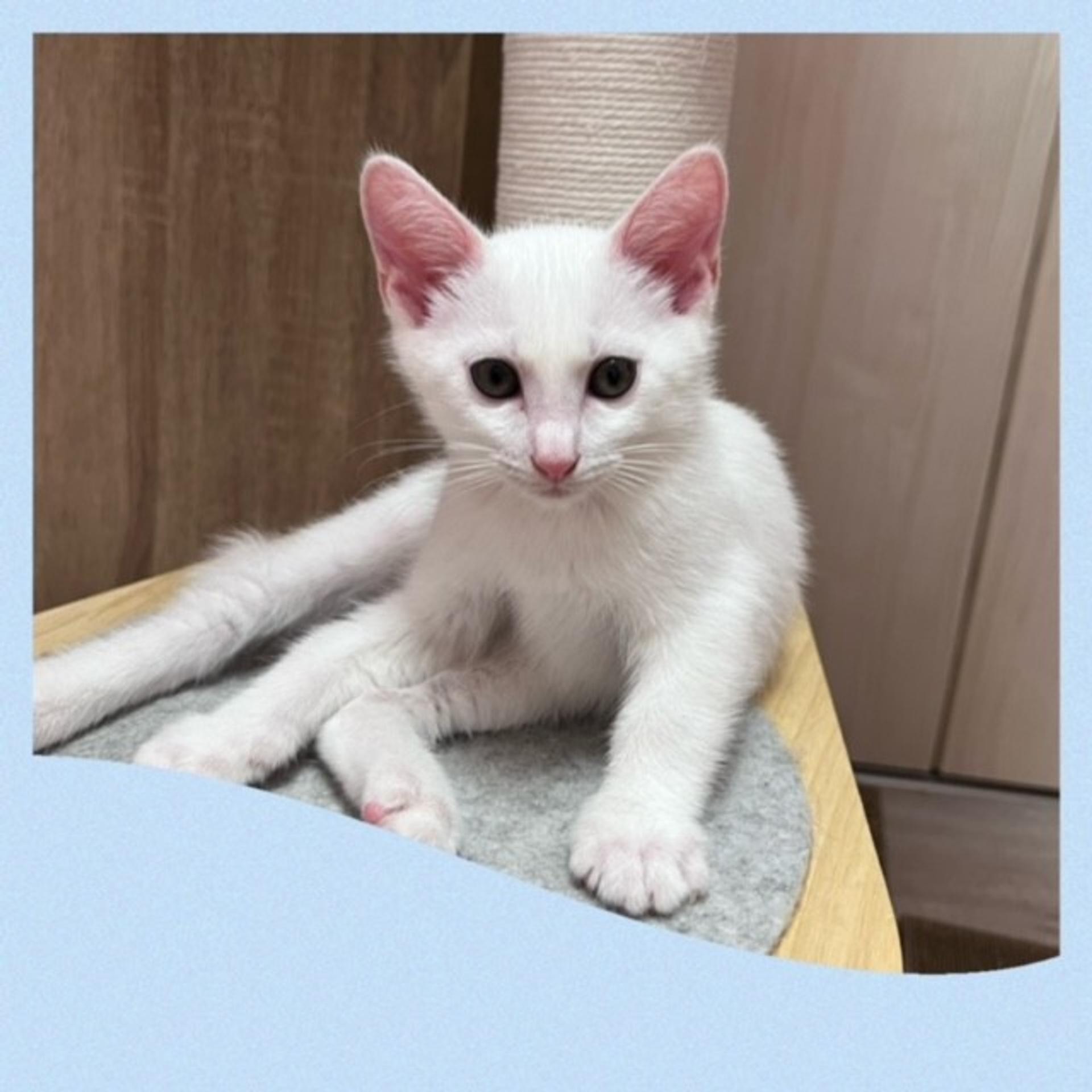 pet-image-3