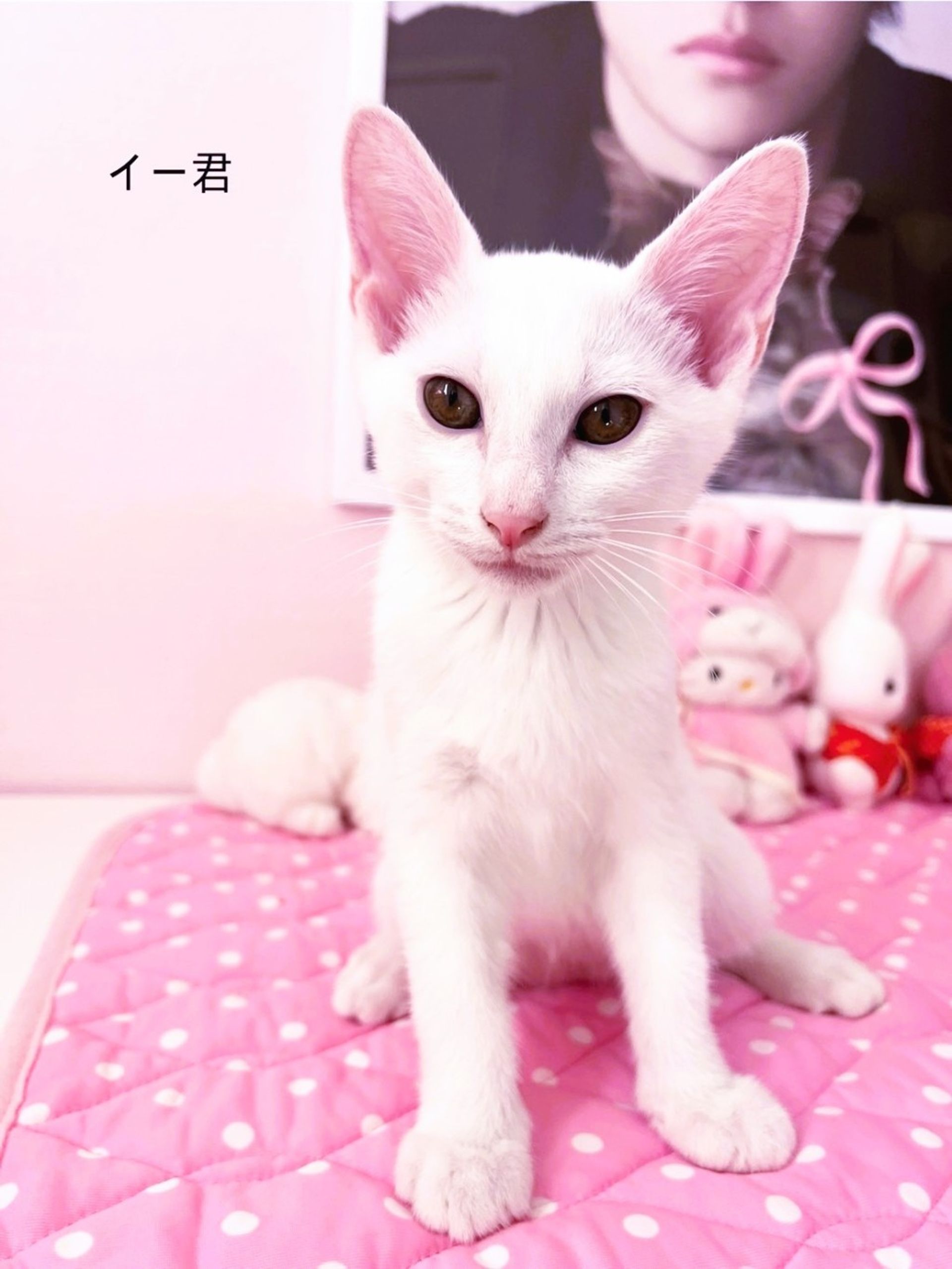 雑種（ミックス猫）・オスの里親募集の写真