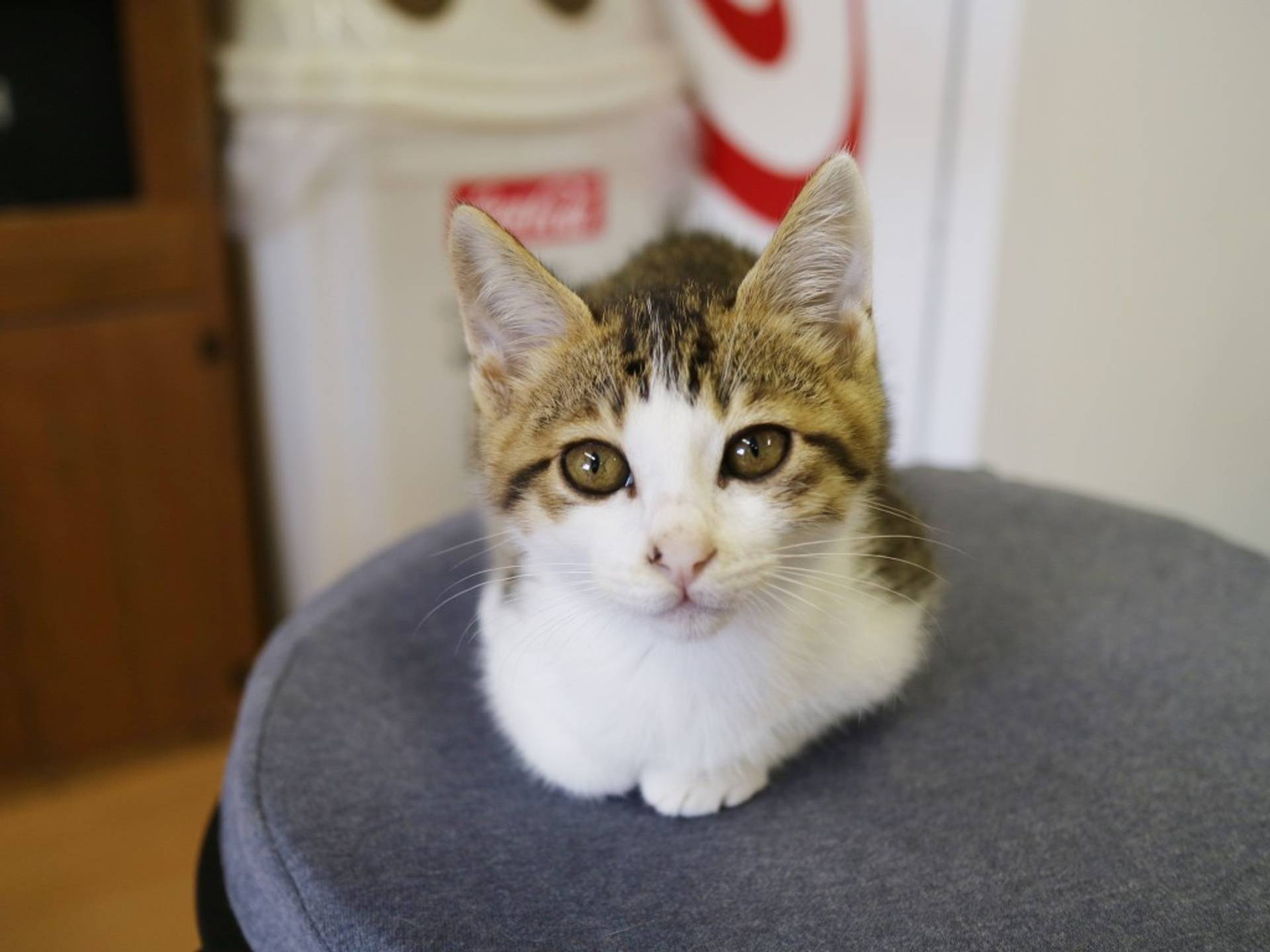 雑種（ミックス猫）・オスの里親募集の写真