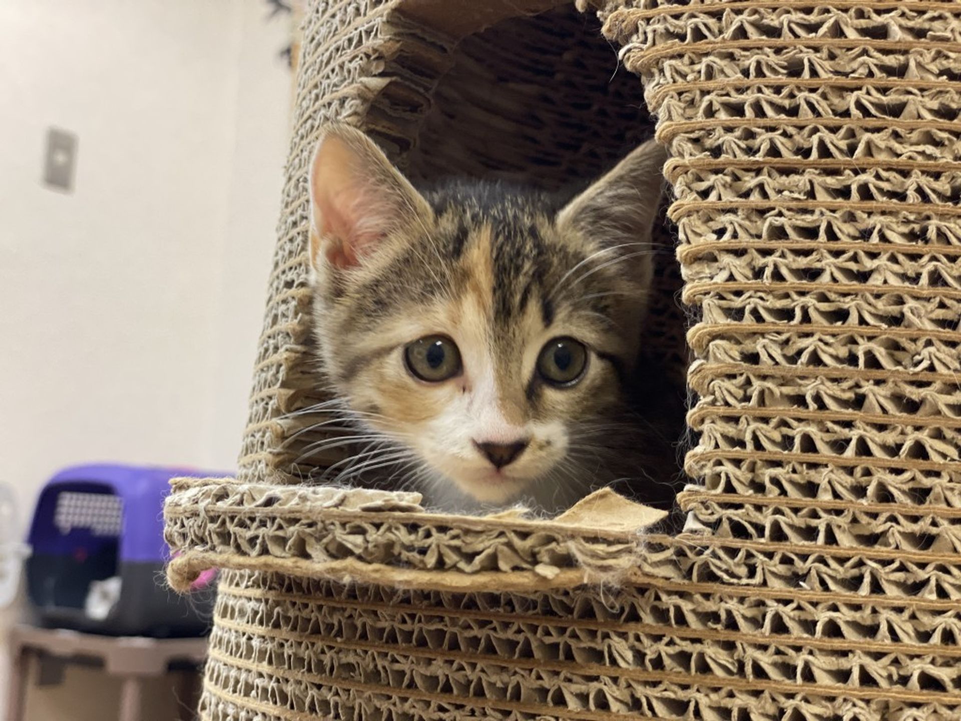 雑種（ミックス猫）・メスの里親募集の写真