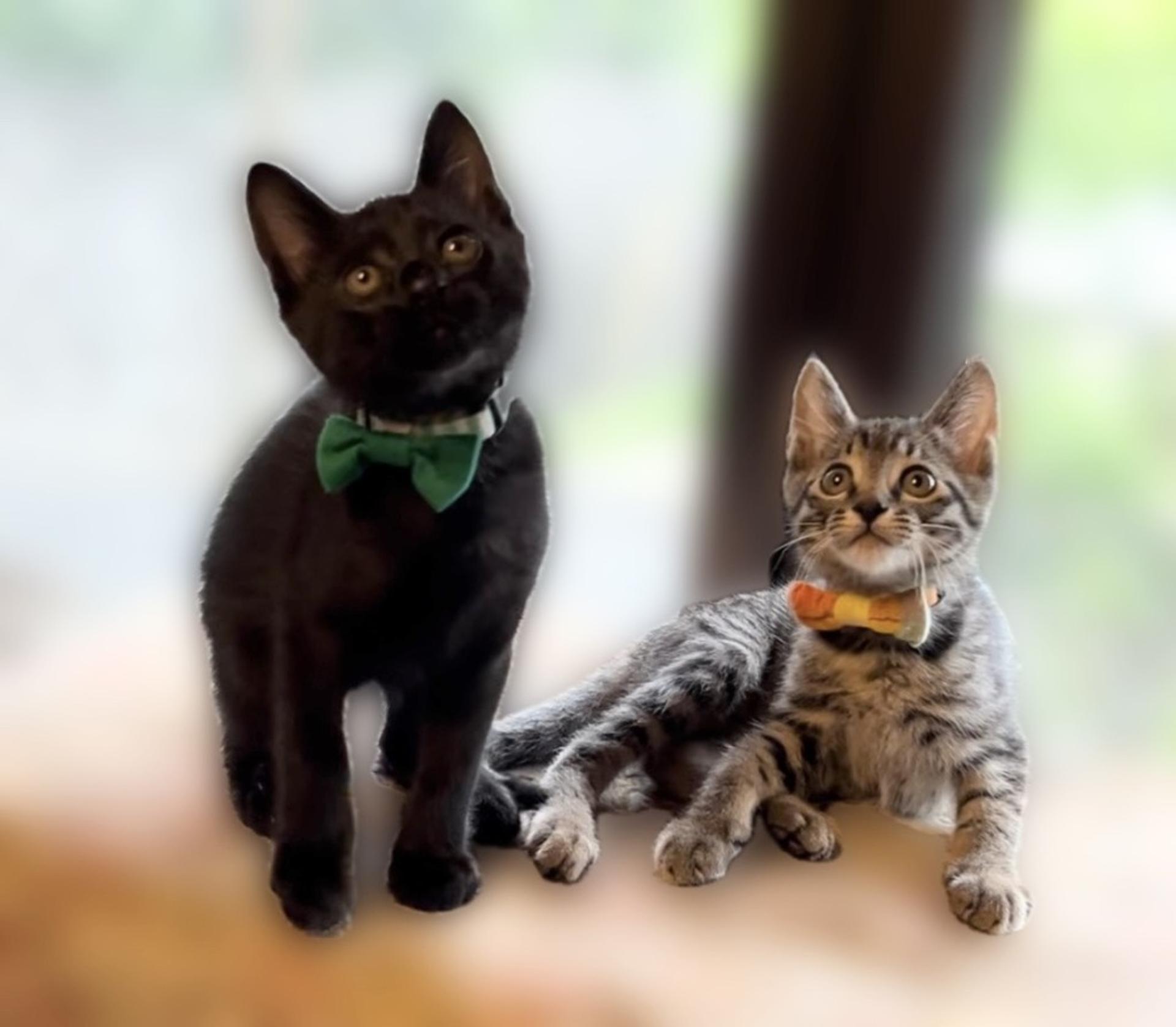 pet-image-6
