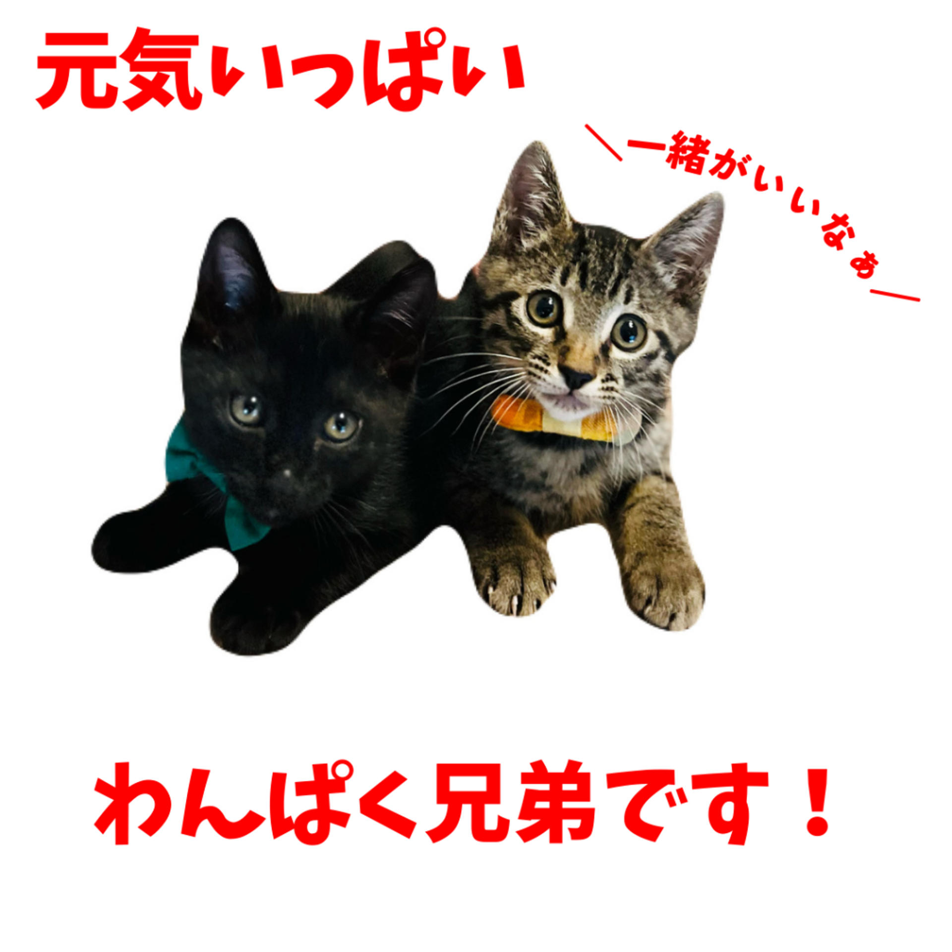 pet-image-7