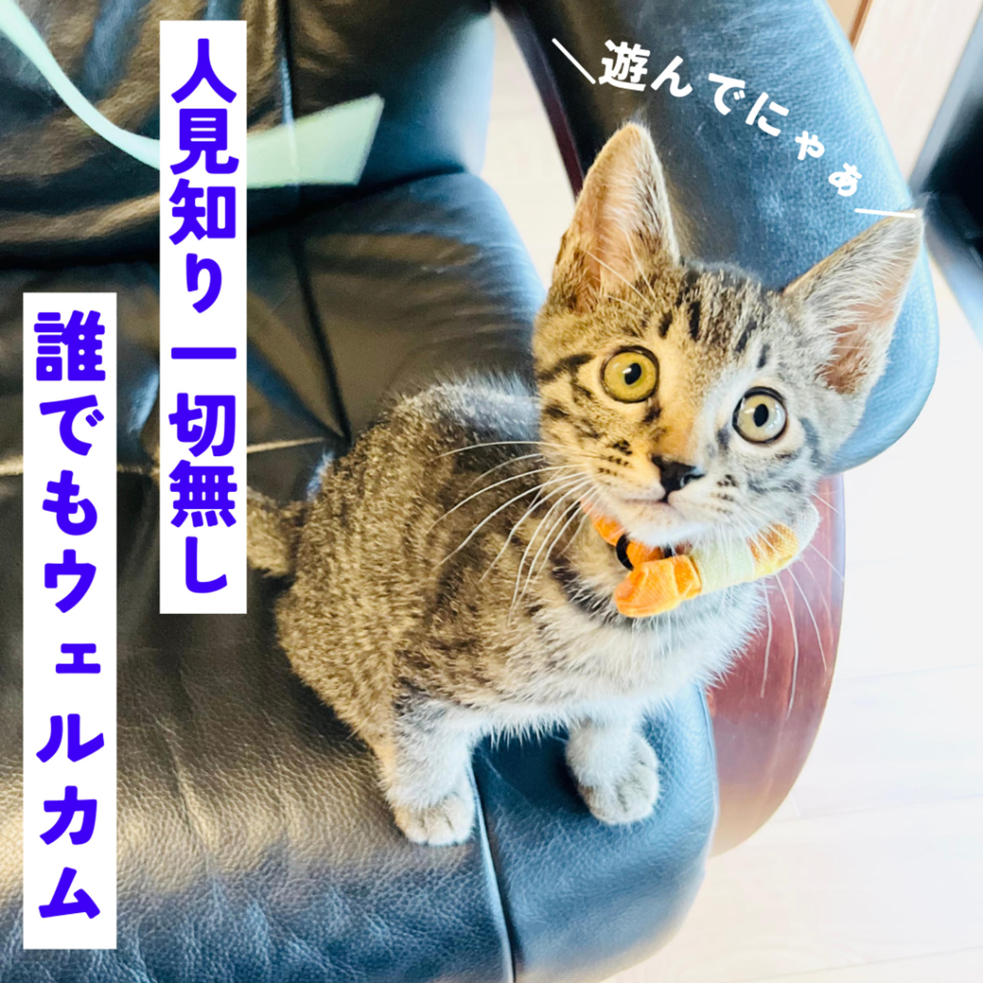 pet-image-4