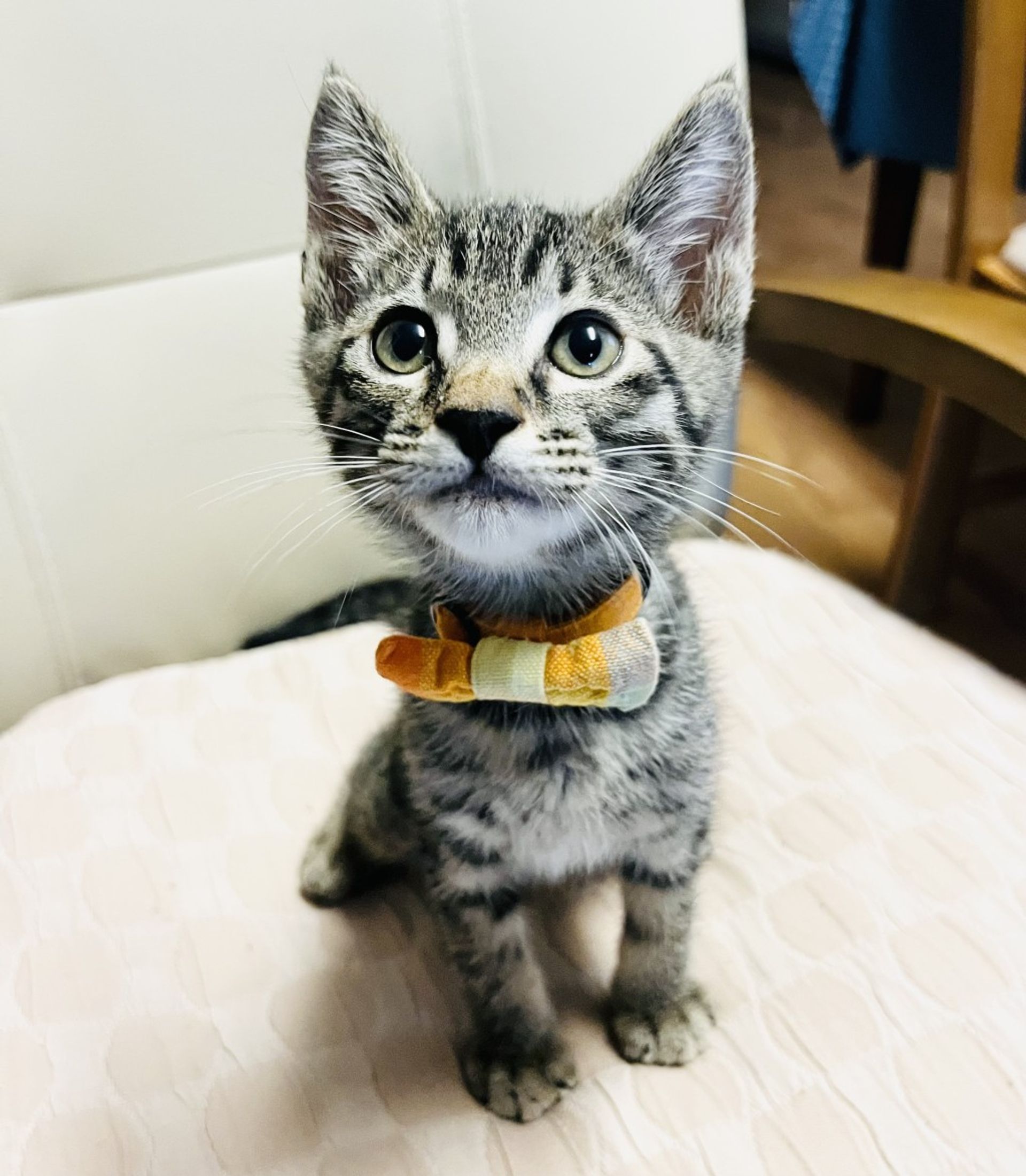 雑種（ミックス猫）・オスの里親募集の写真