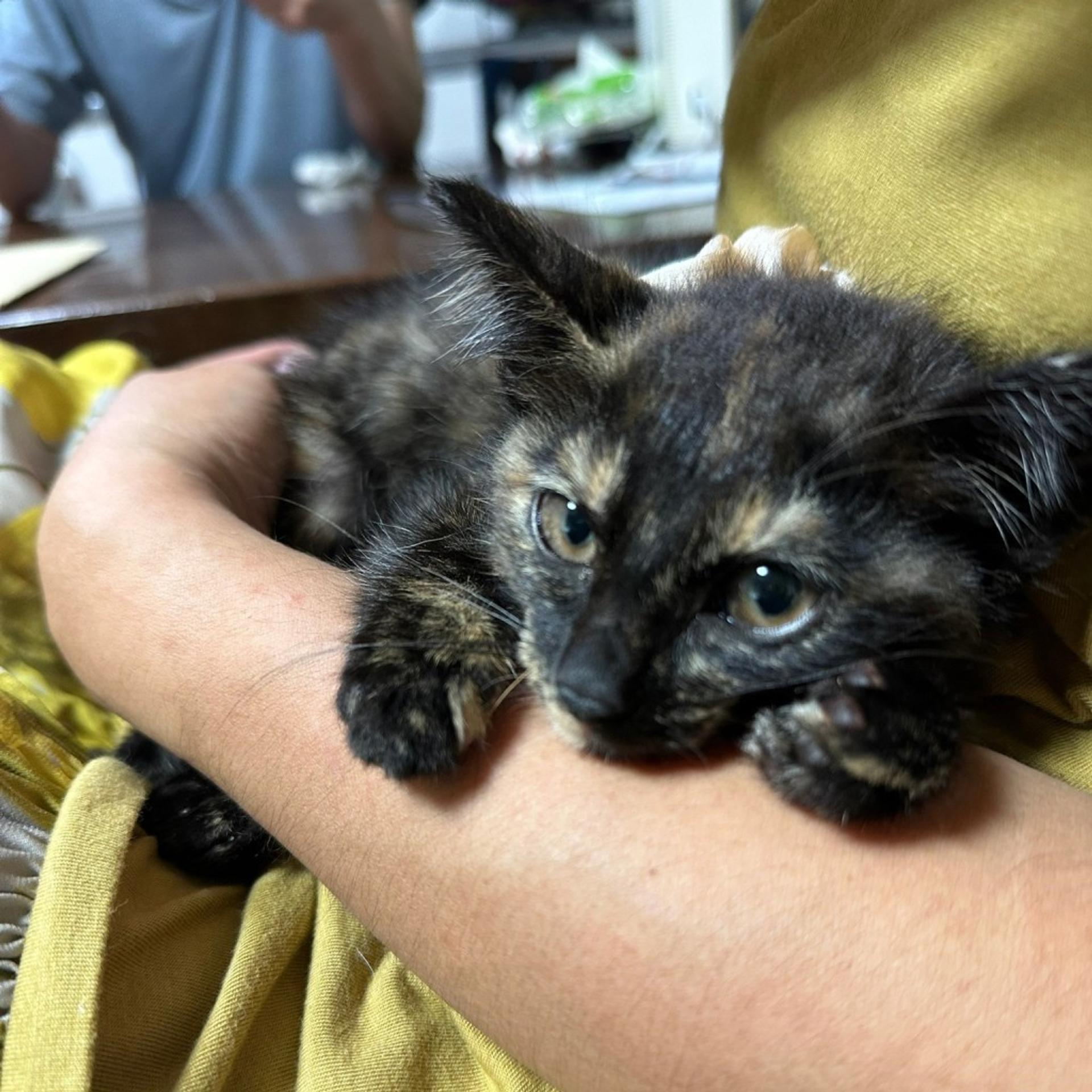 pet-image-4