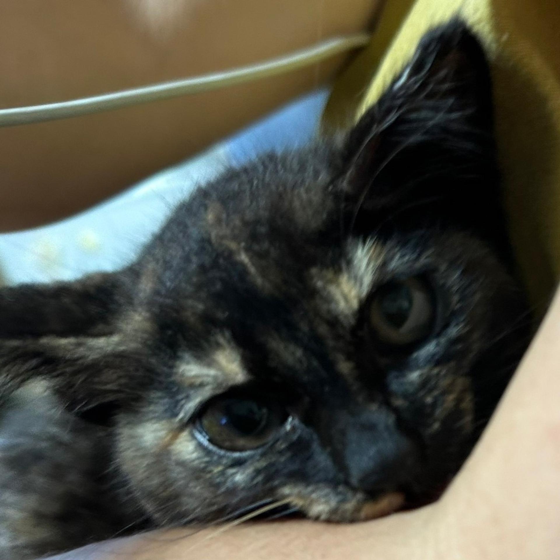 pet-image-6