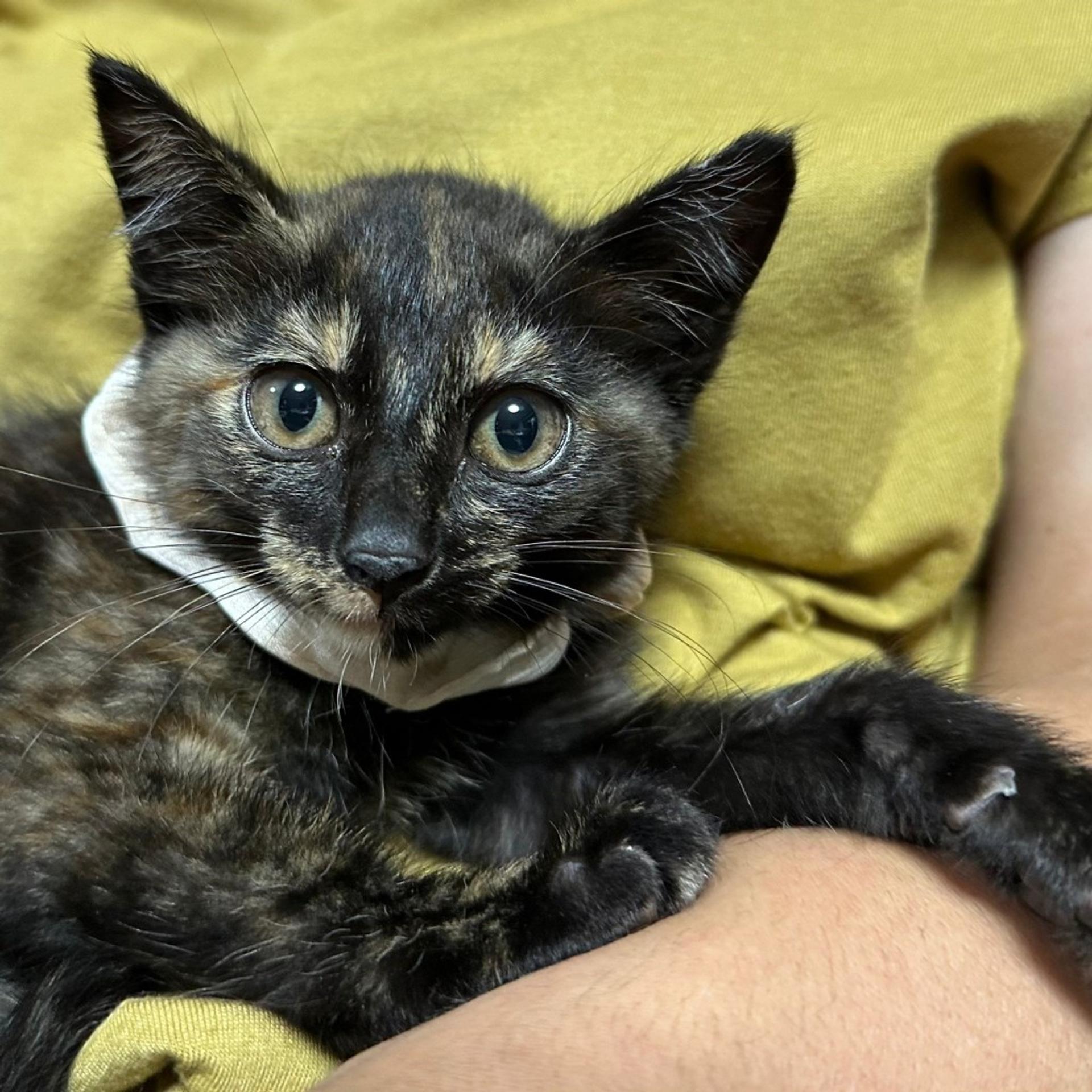 pet-image-2